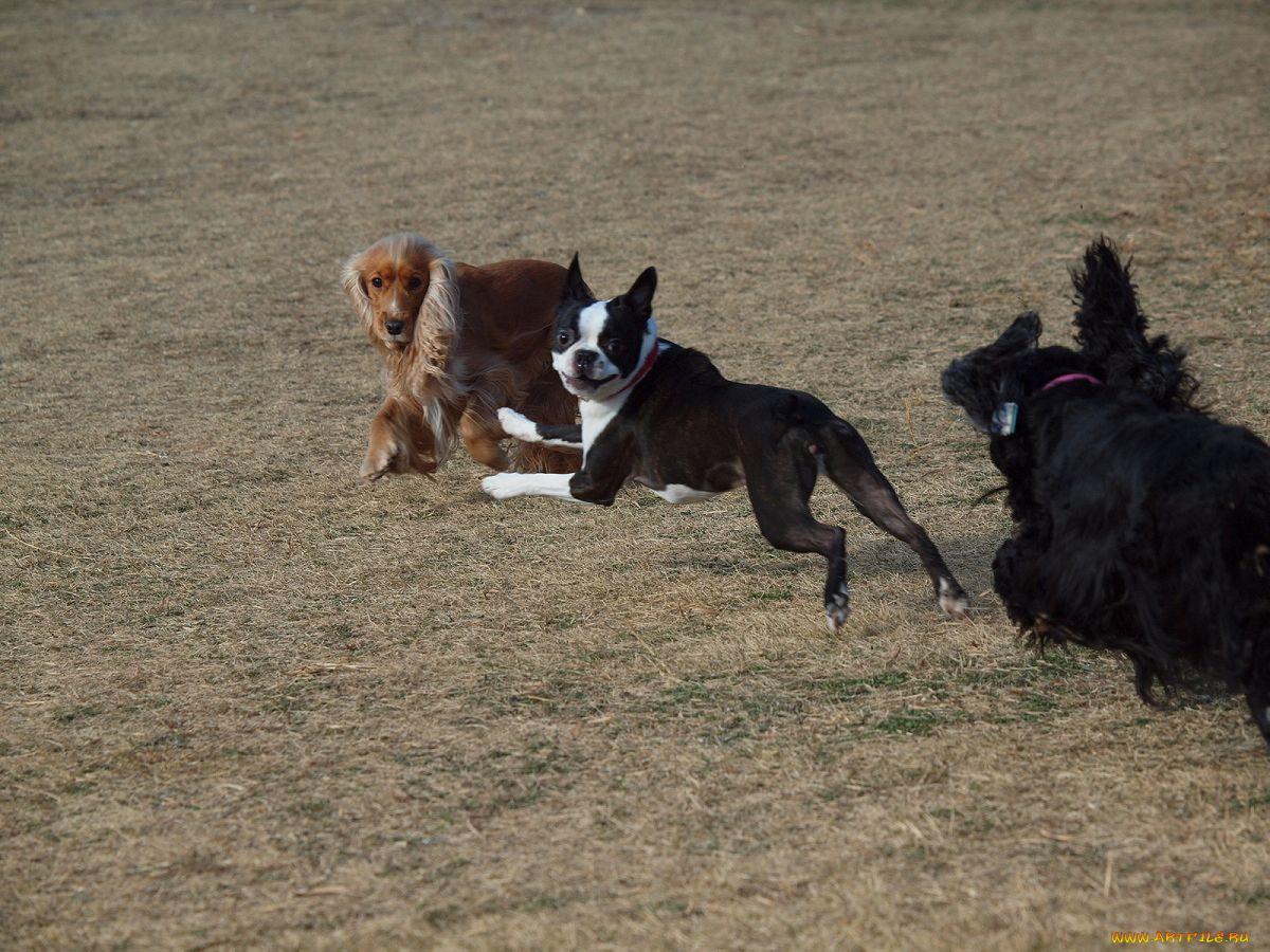 животные, собаки