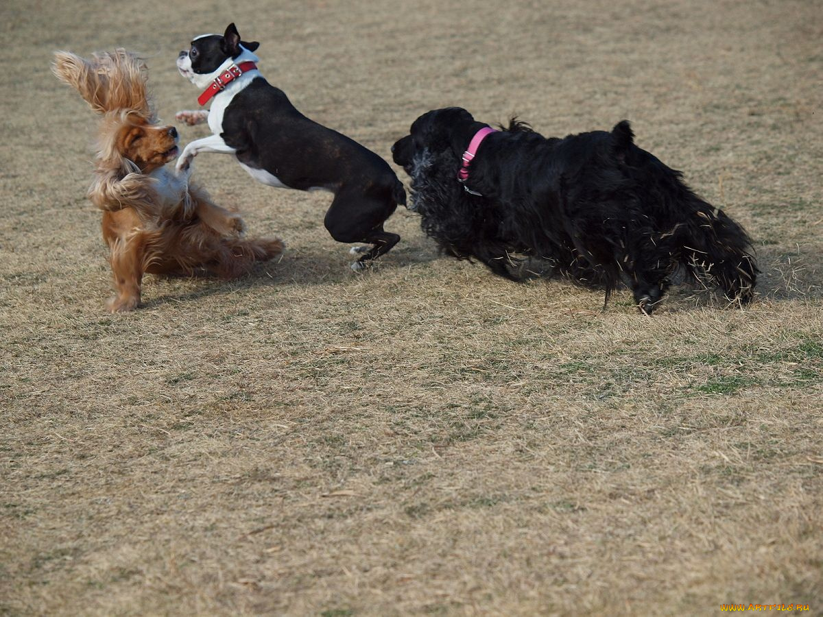 животные, собаки