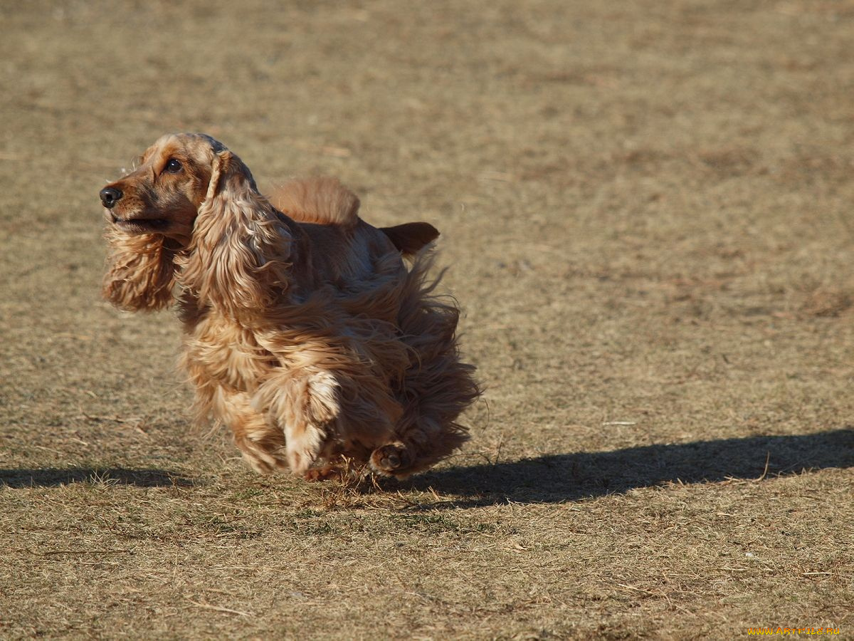 животные, собаки