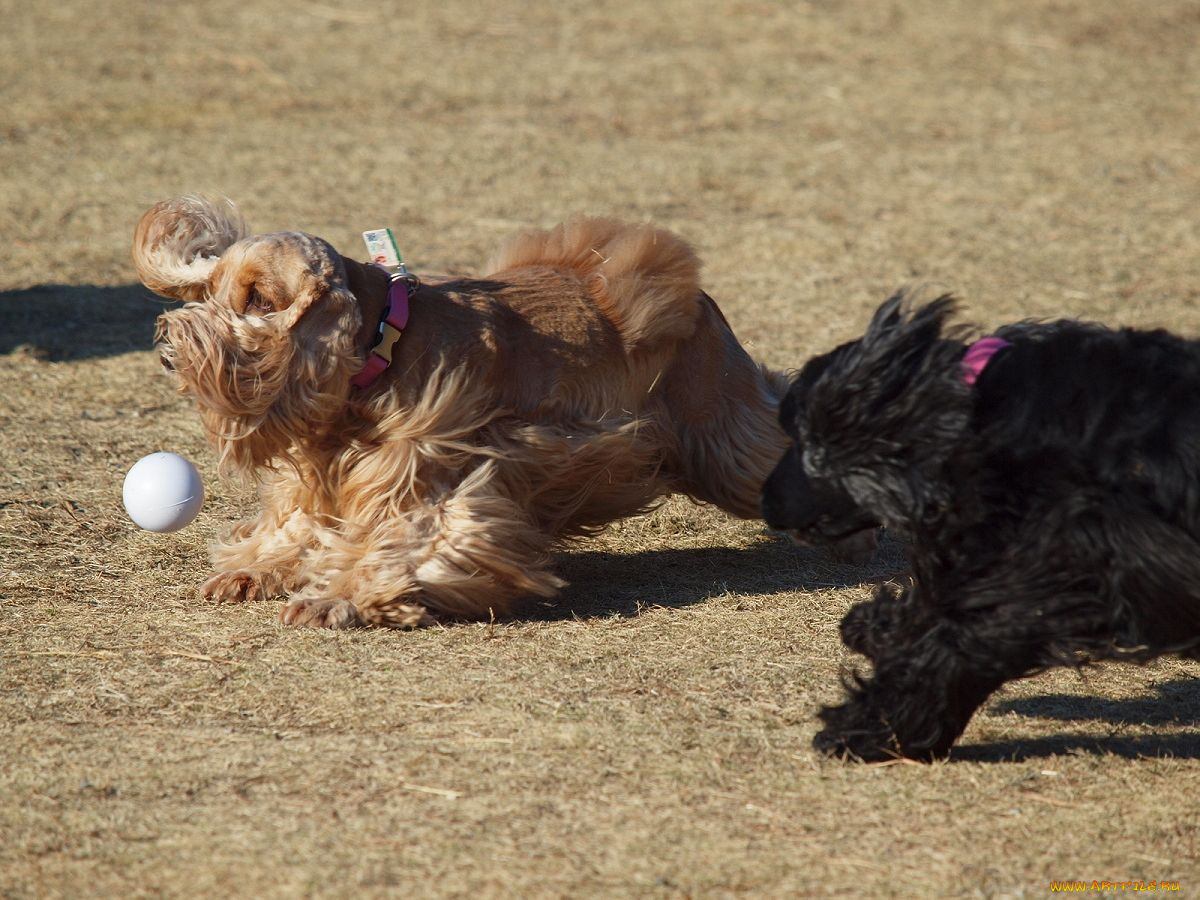 животные, собаки