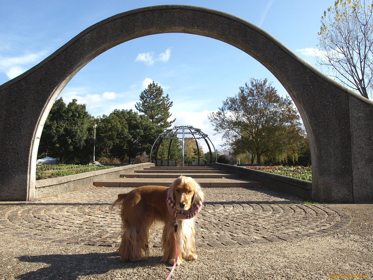 животные, собаки