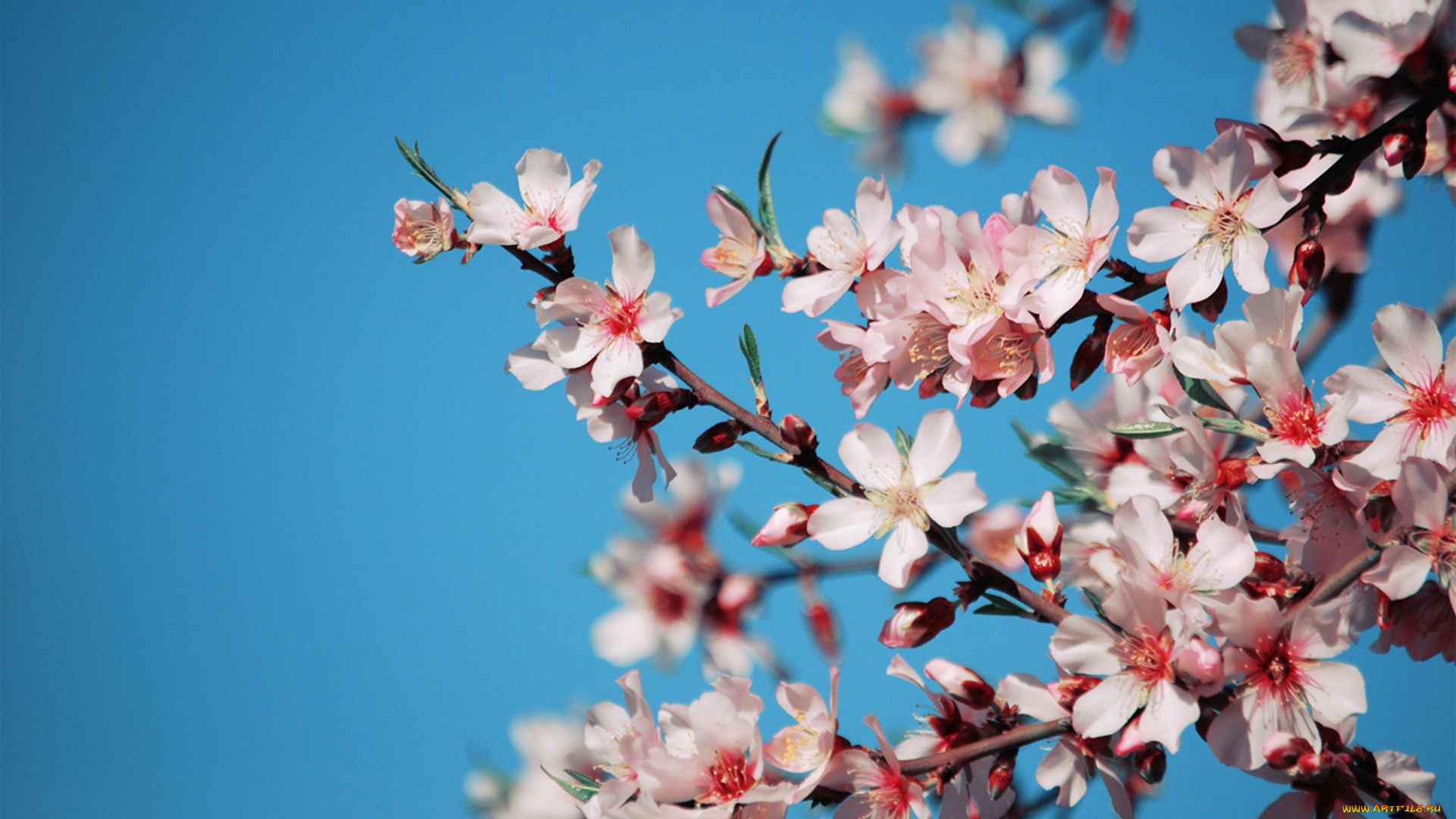 цветы, цветущие, деревья, кустарники