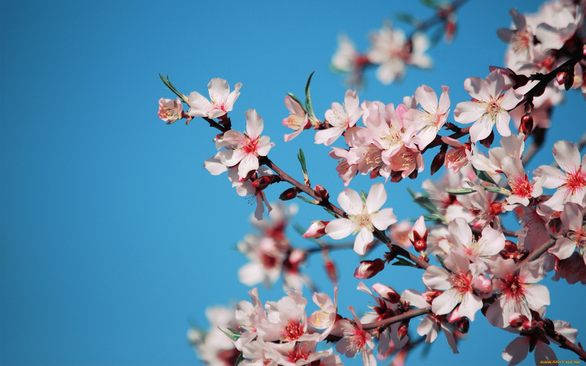 цветы, цветущие, деревья, кустарники