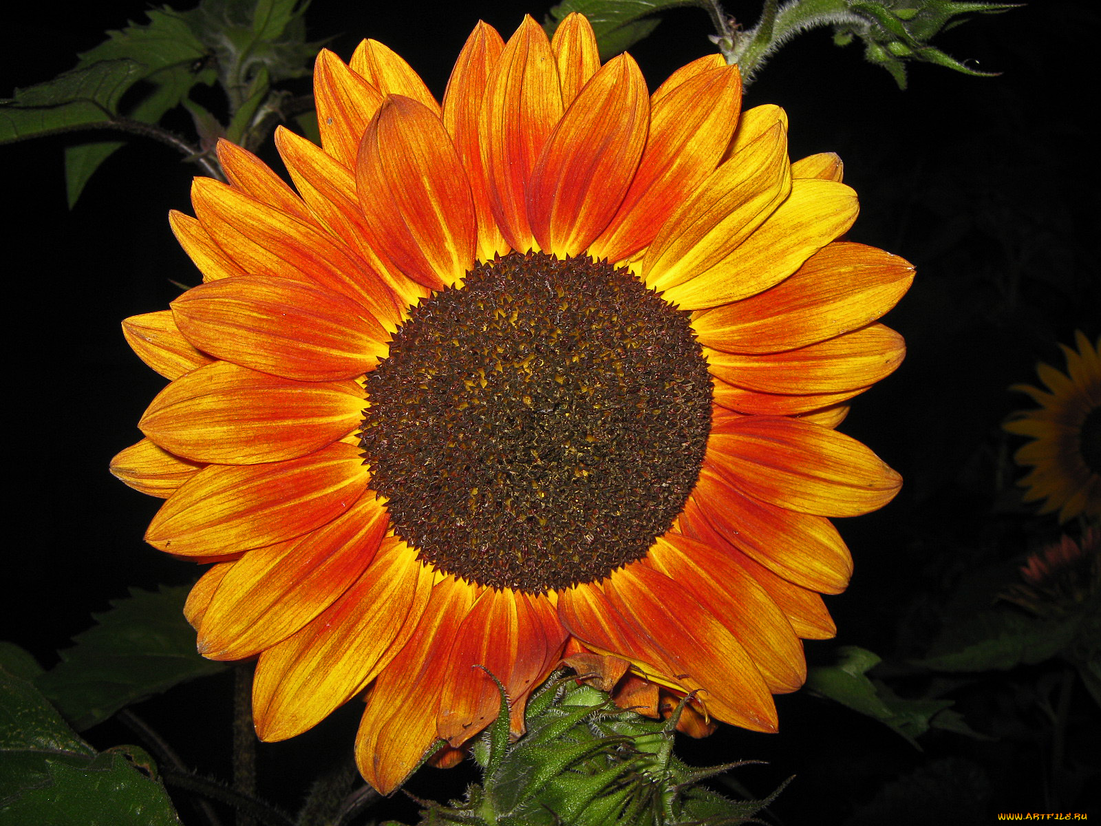 цветы, подсолнухи, подсолнух