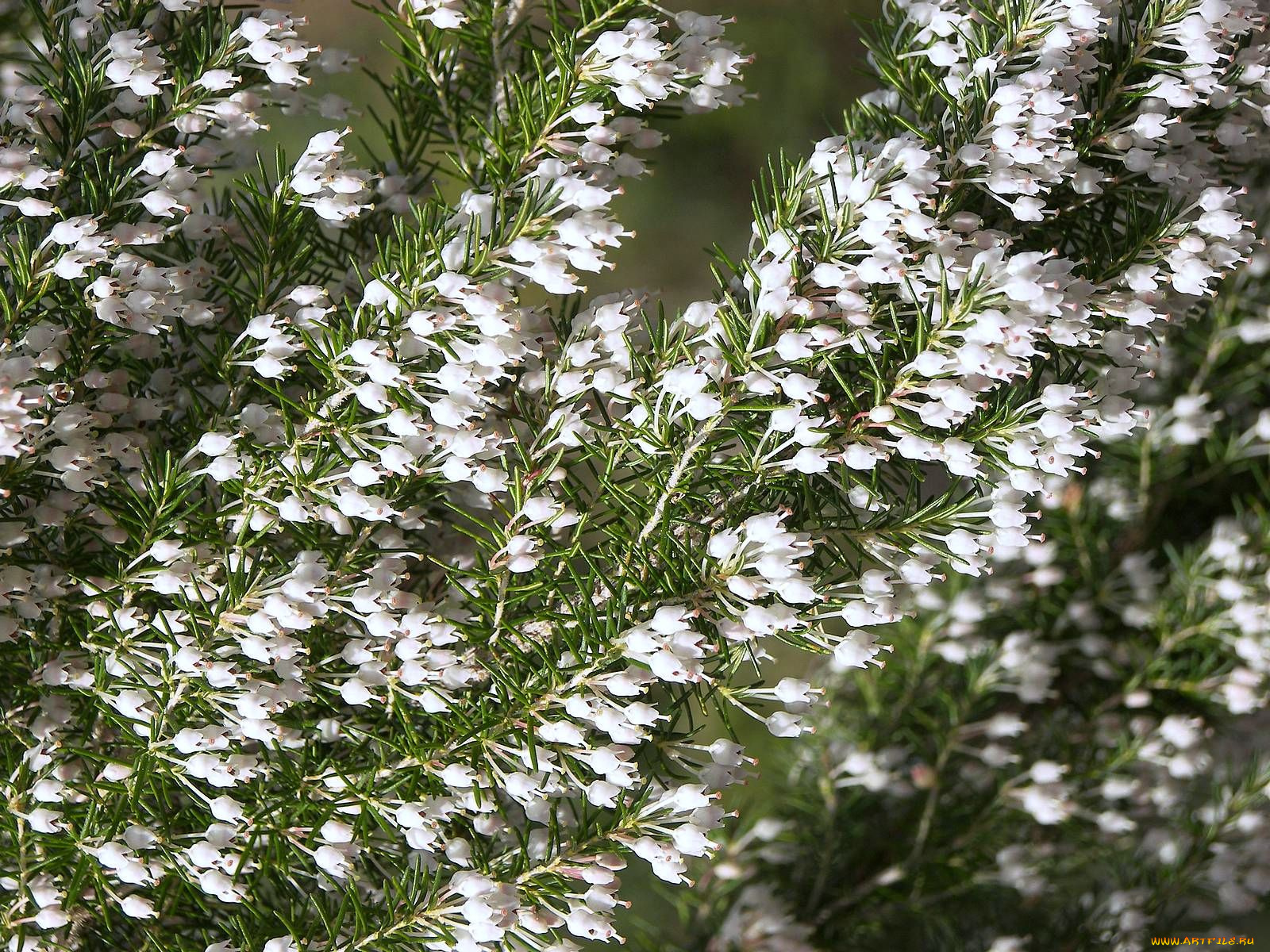 цветы, вереск, эрики, веточки, белый