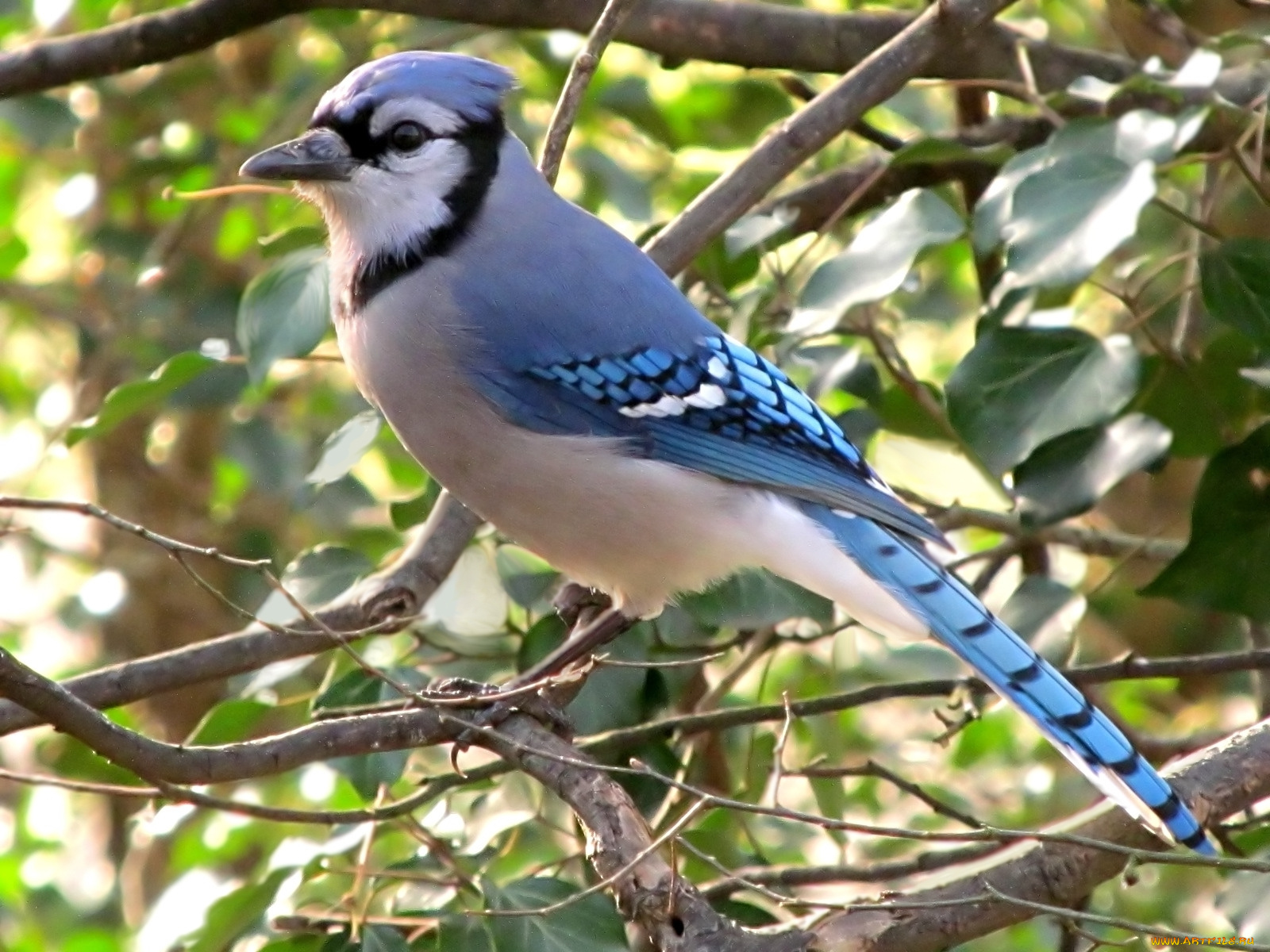 животные, сойки, ветка