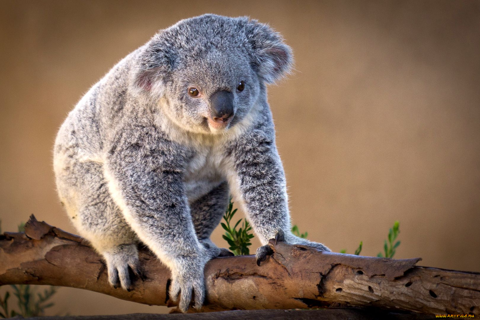 животные, коалы, милый, серый