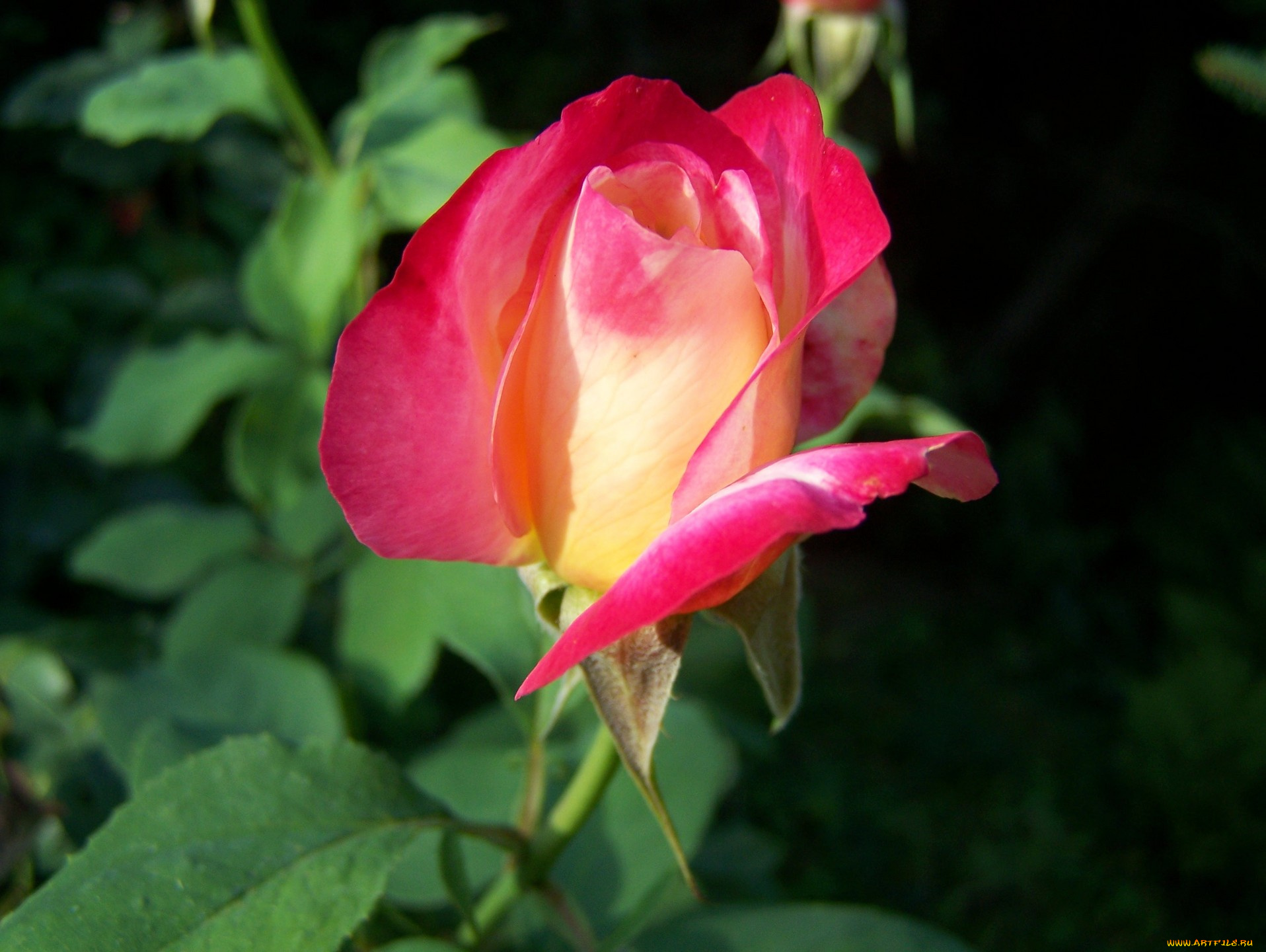 цветы, розы, бутон, розовый