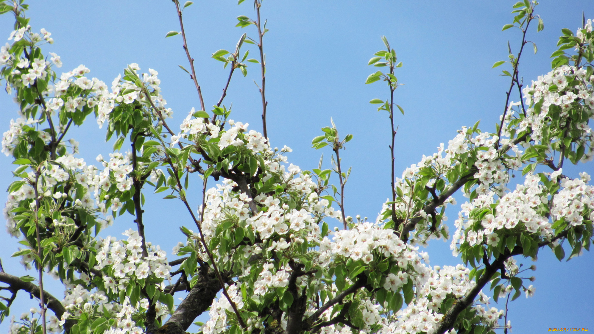 цветы, цветущие, деревья, кустарники, весна, цветение