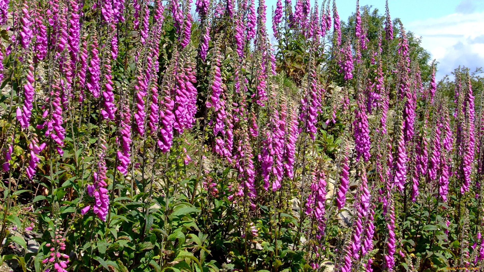 цветы, дигиталис, наперстянка, яркий, розовый, много