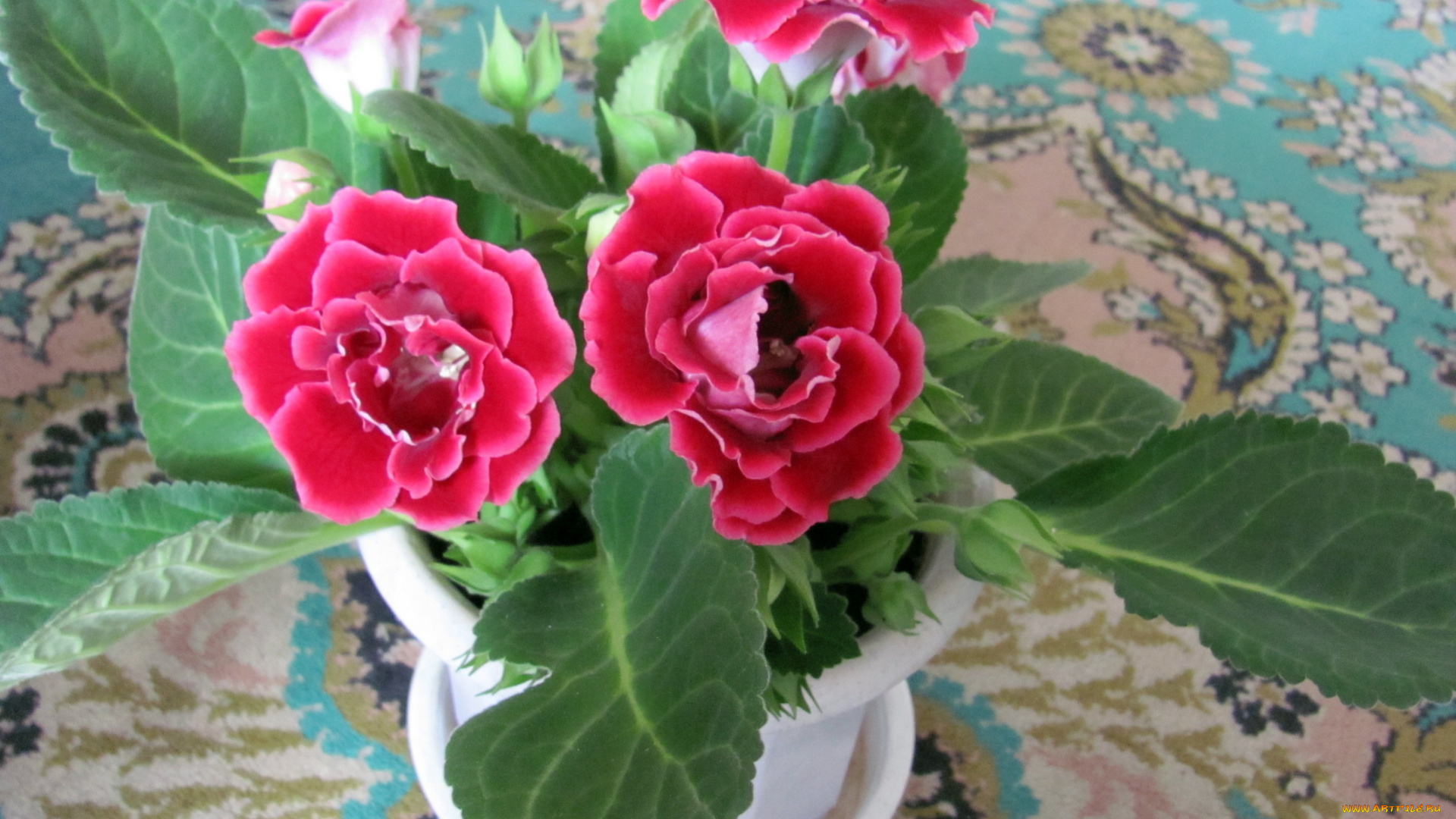 цветы, глоксиния, синнингия, зеленый, розовый