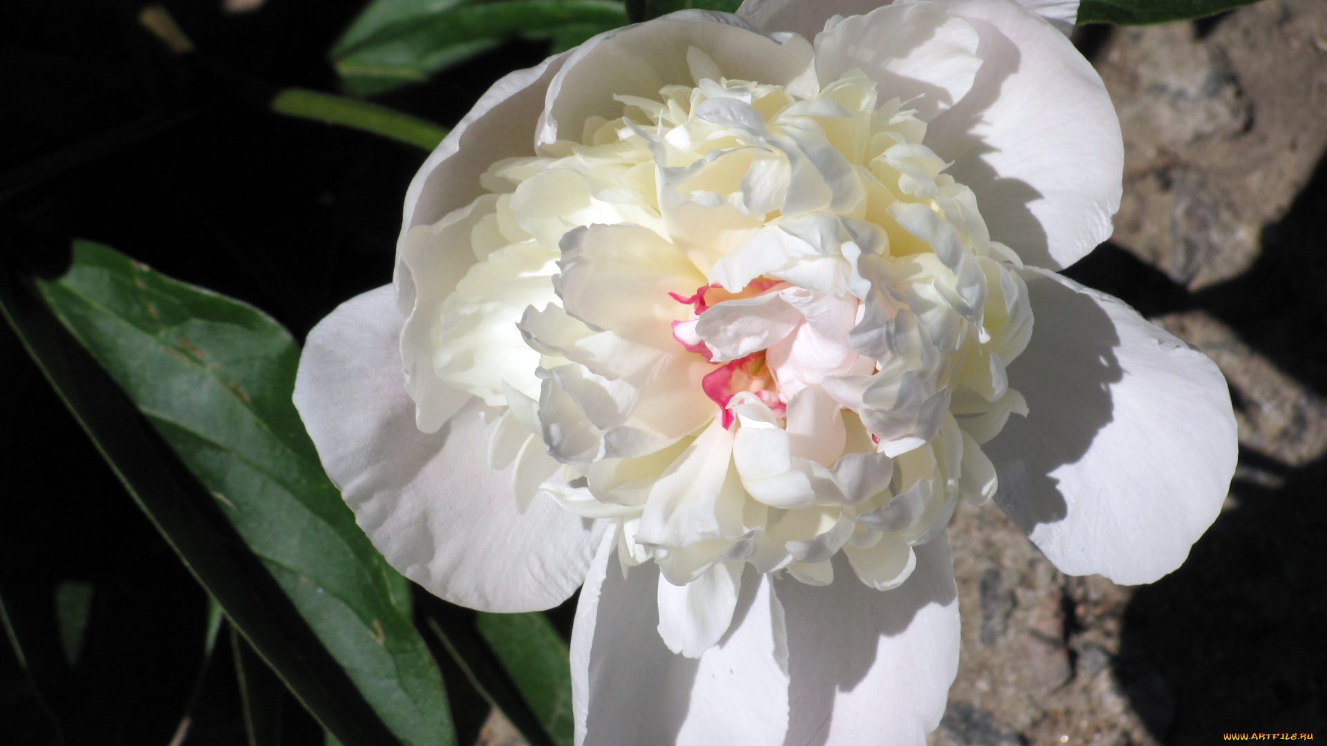 цветы, пионы, белый