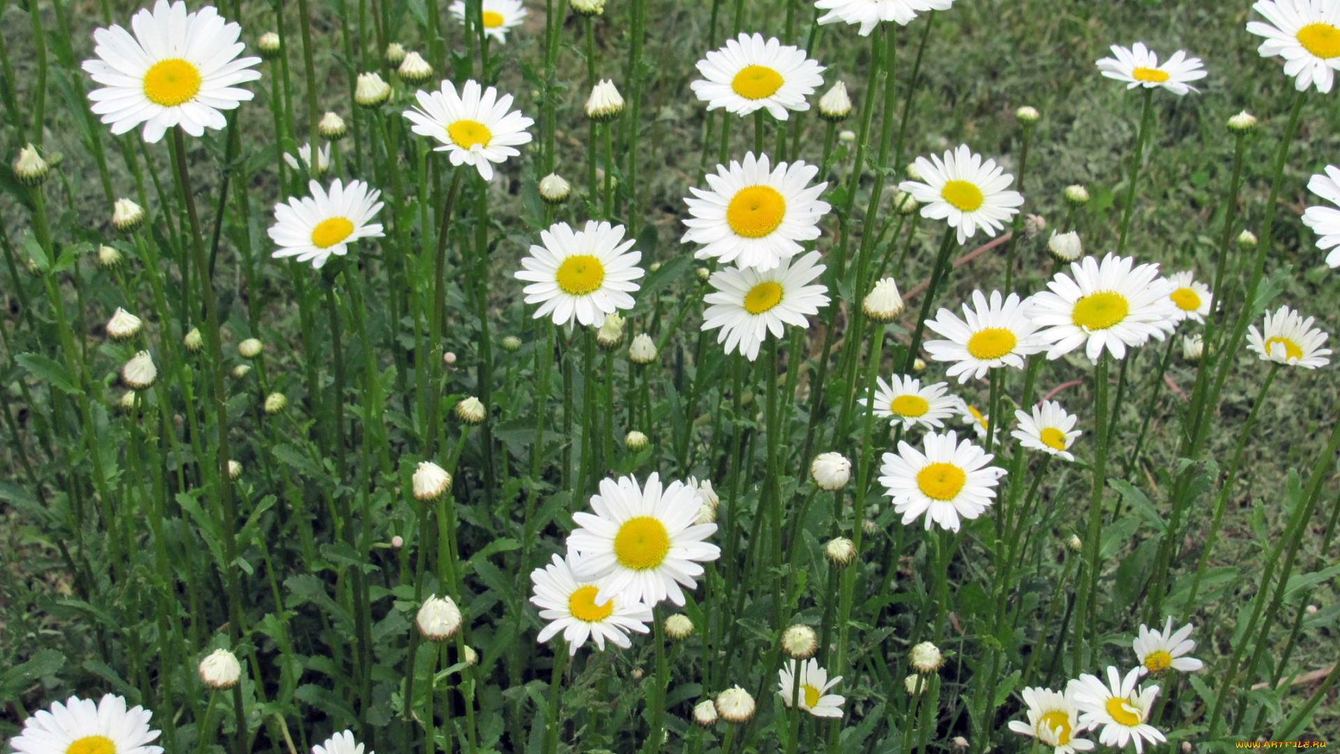 цветы, ромашки, желтый, белый