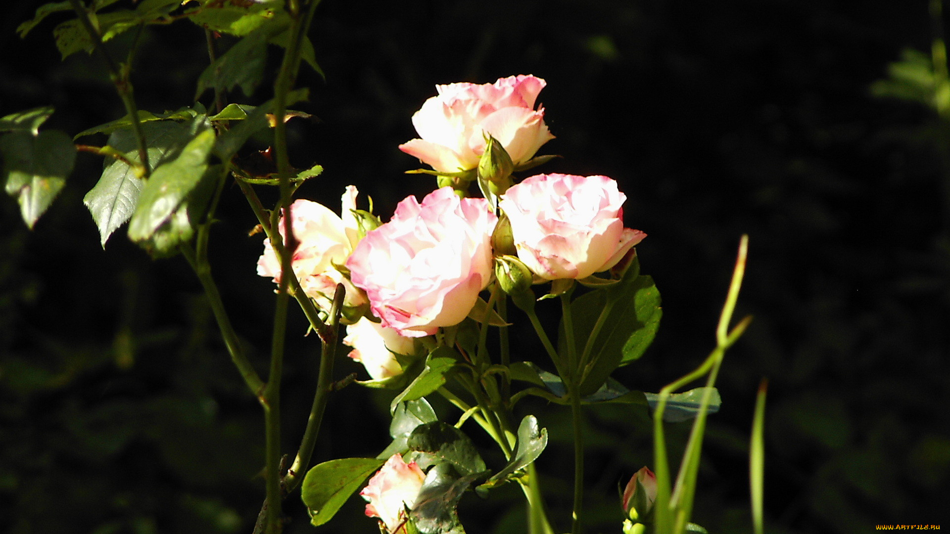 цветы, розы, куст