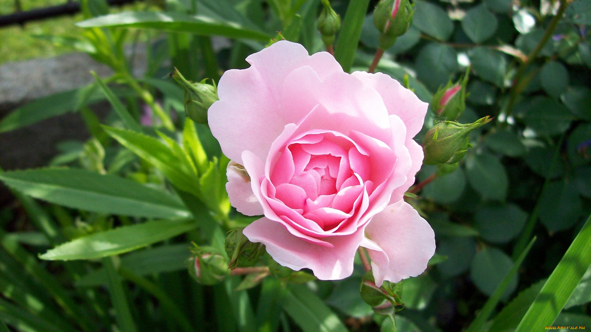 цветы, розы, розовый