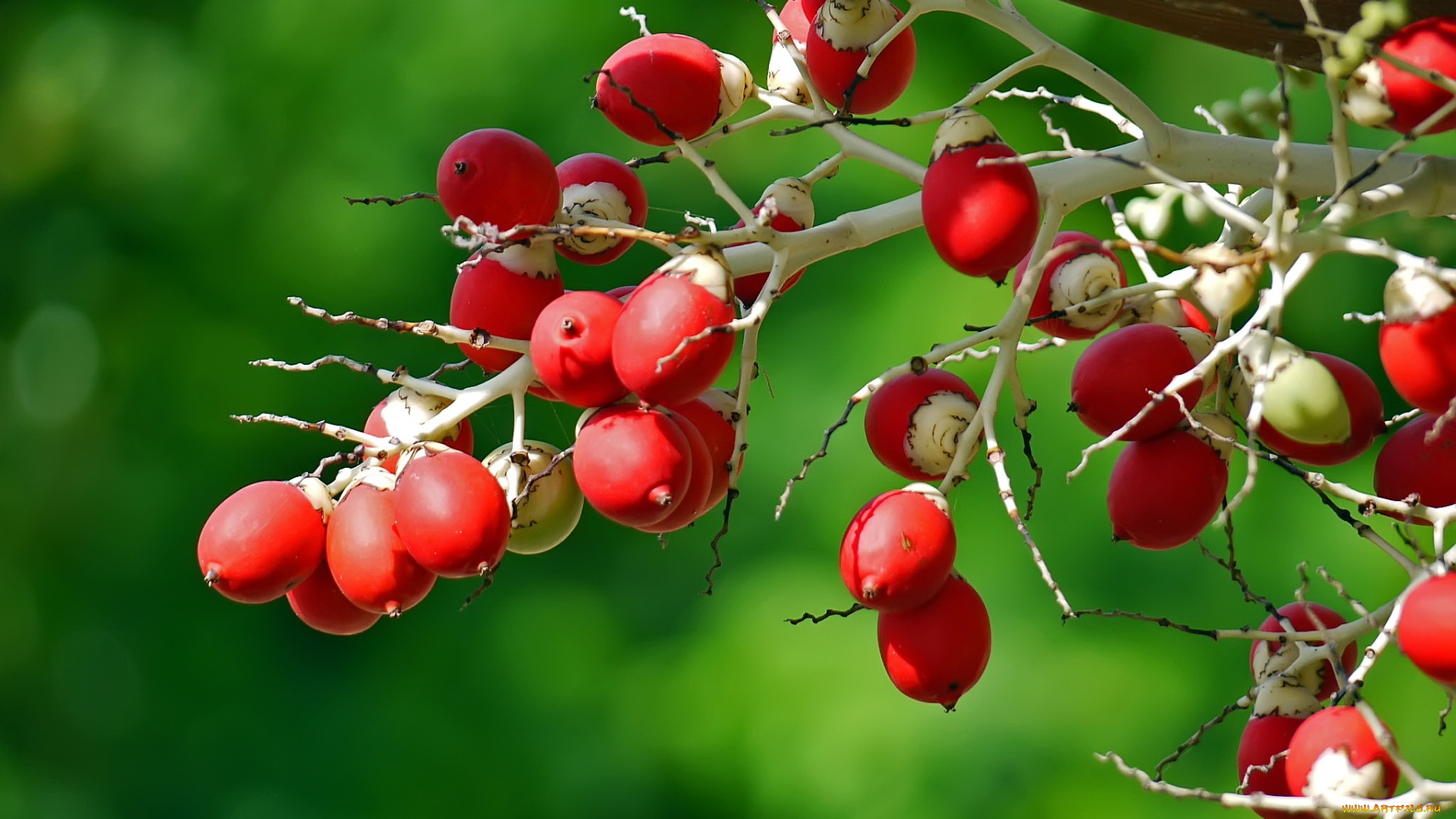 природа, Ягоды, ветка, макро