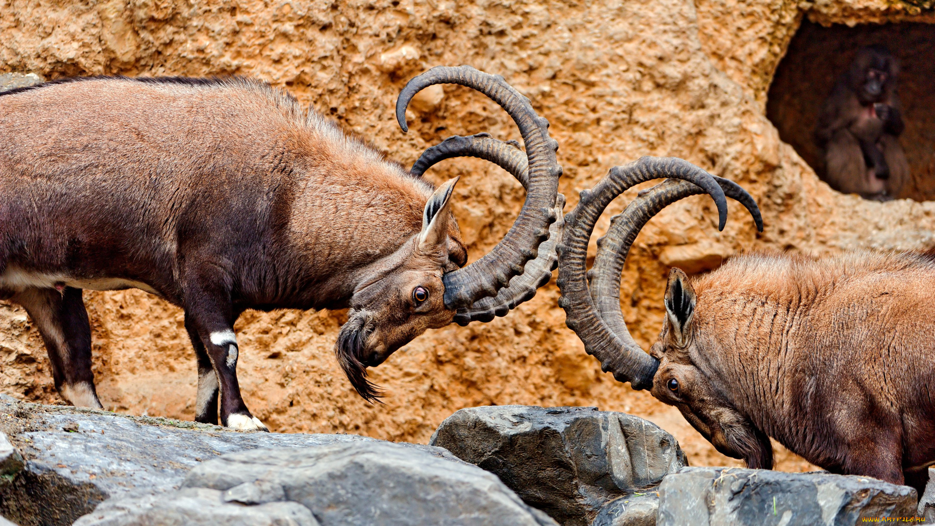 животные, козы, козлы, бой, рога