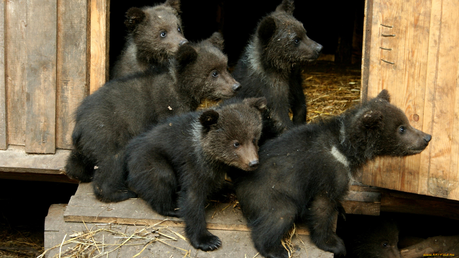 животные, медведи, медвежата