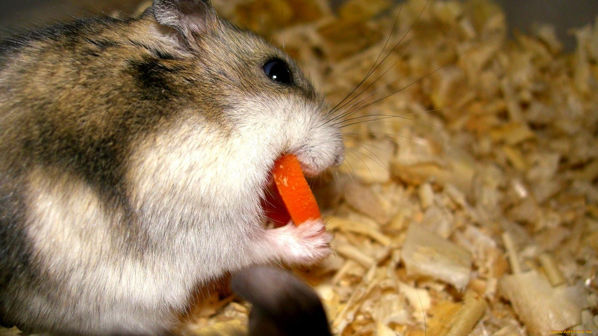 животные, морские, свинки, хомяки, грызун