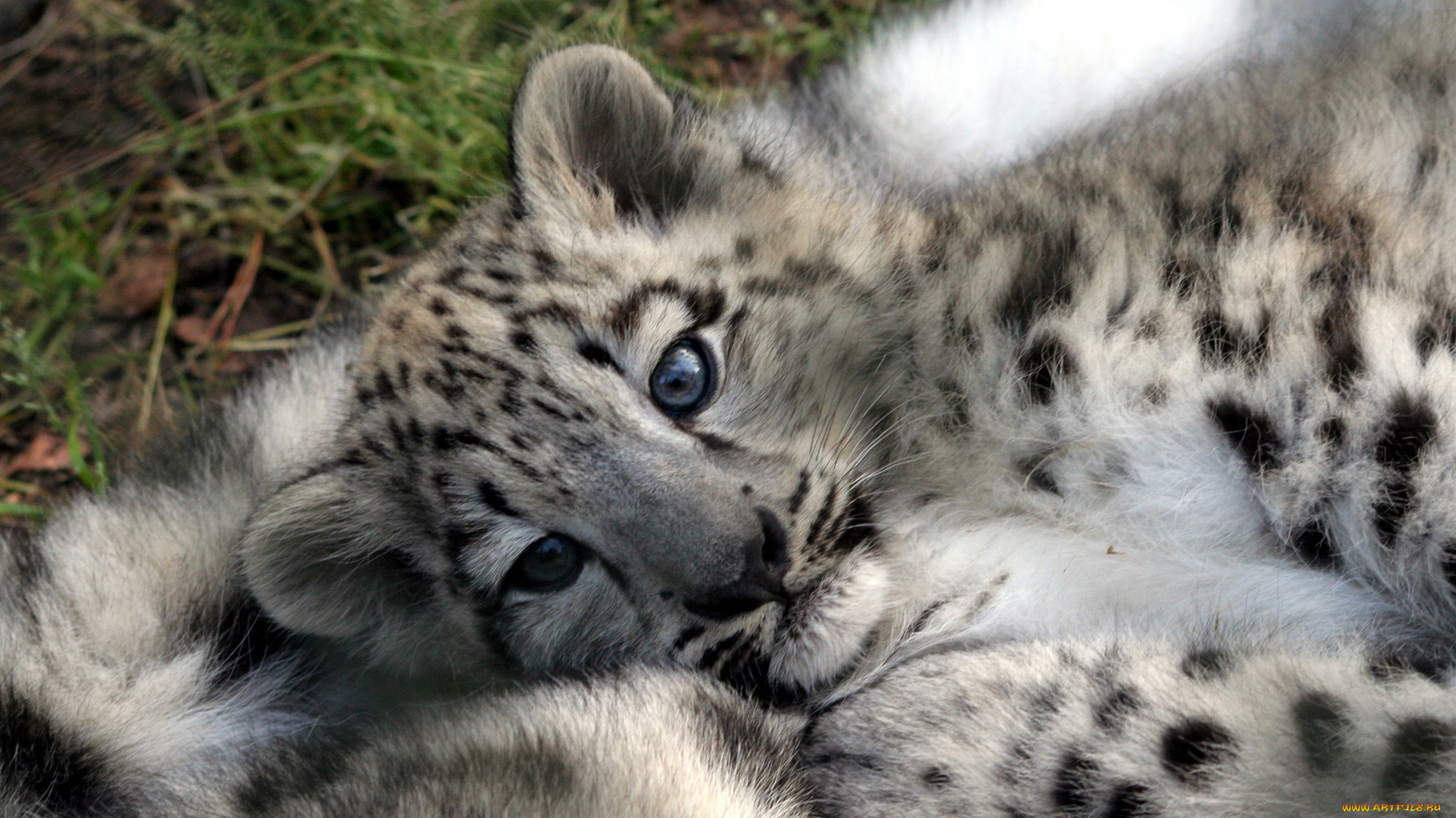 животные, снежный, барс, ирбис, детеныши, леопард