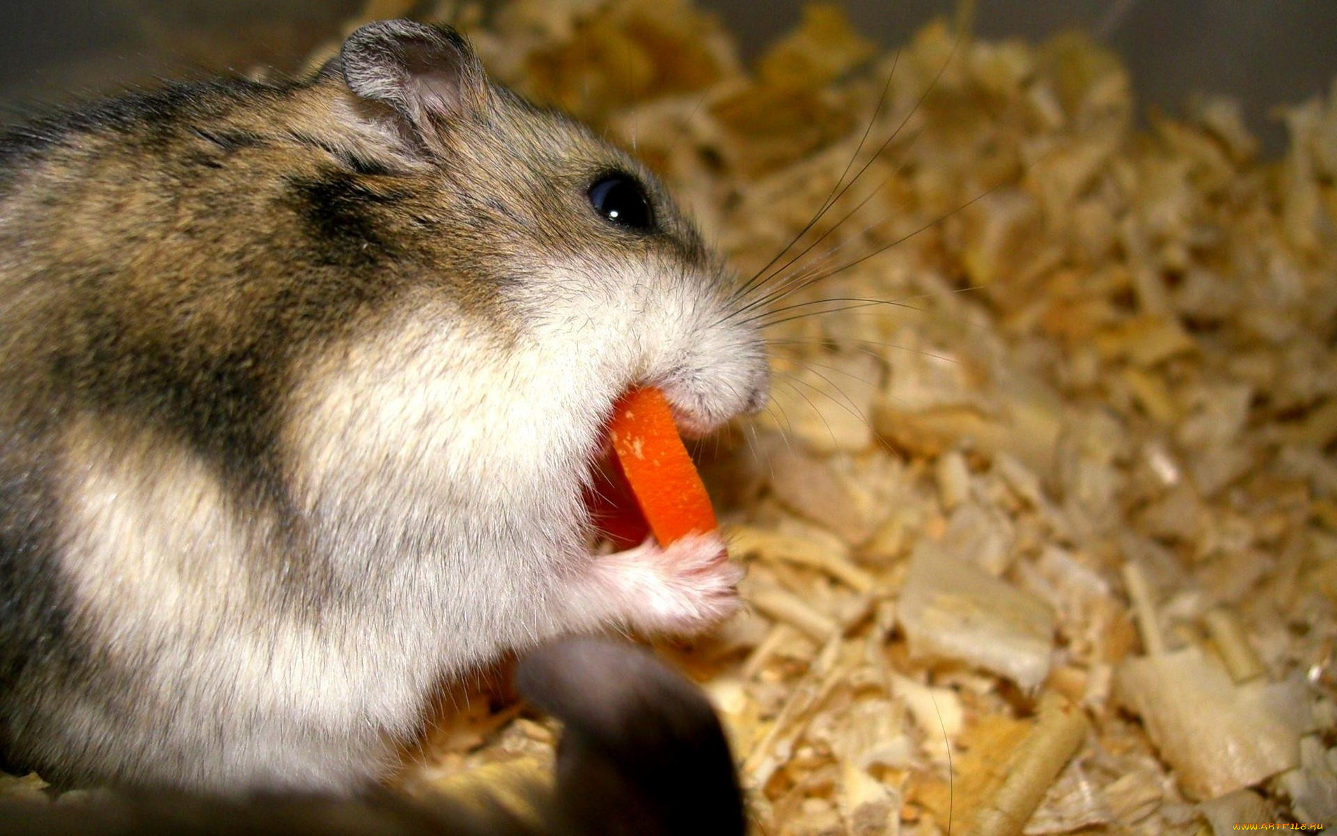 животные, морские, свинки, хомяки, грызун