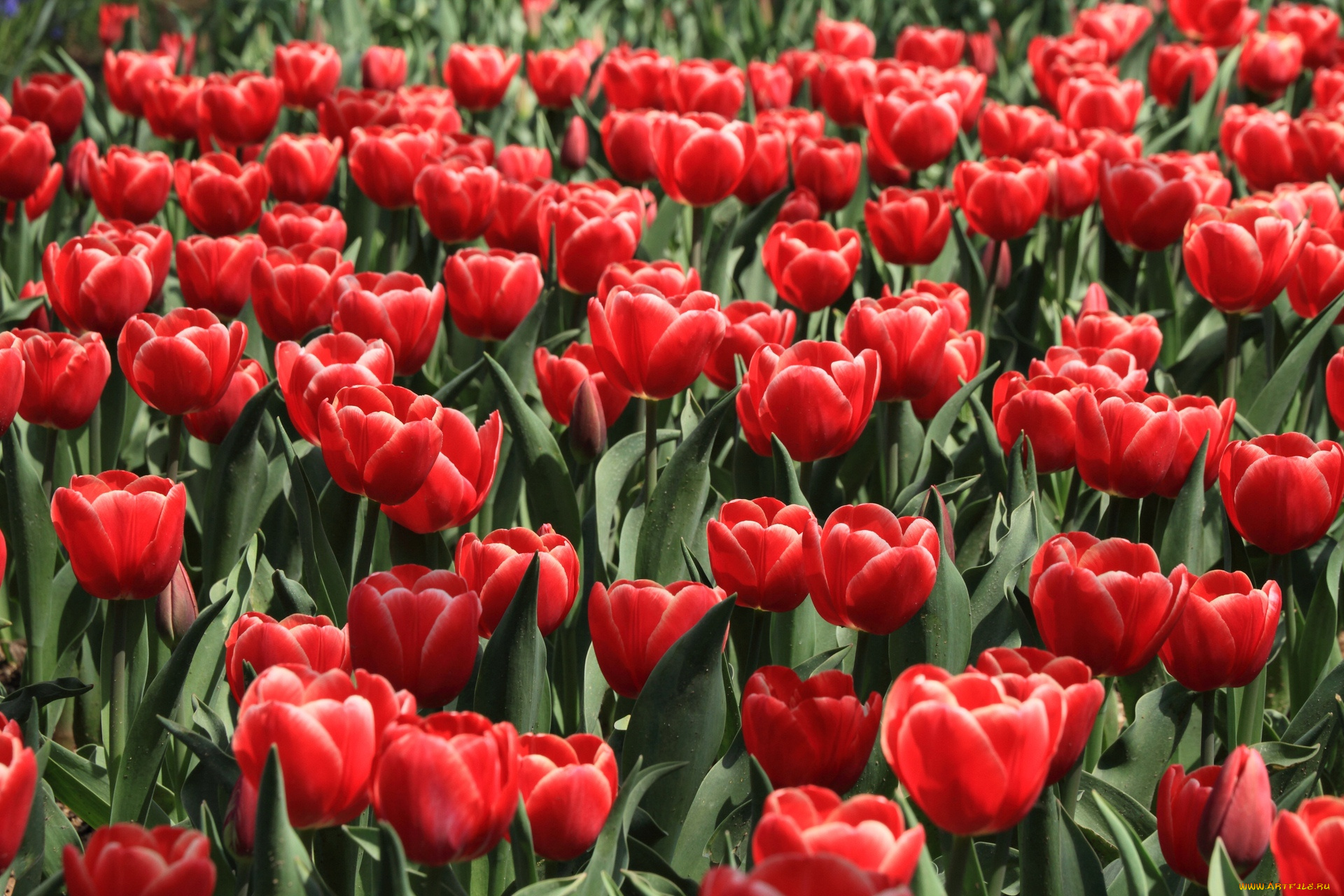 цветы, тюльпаны