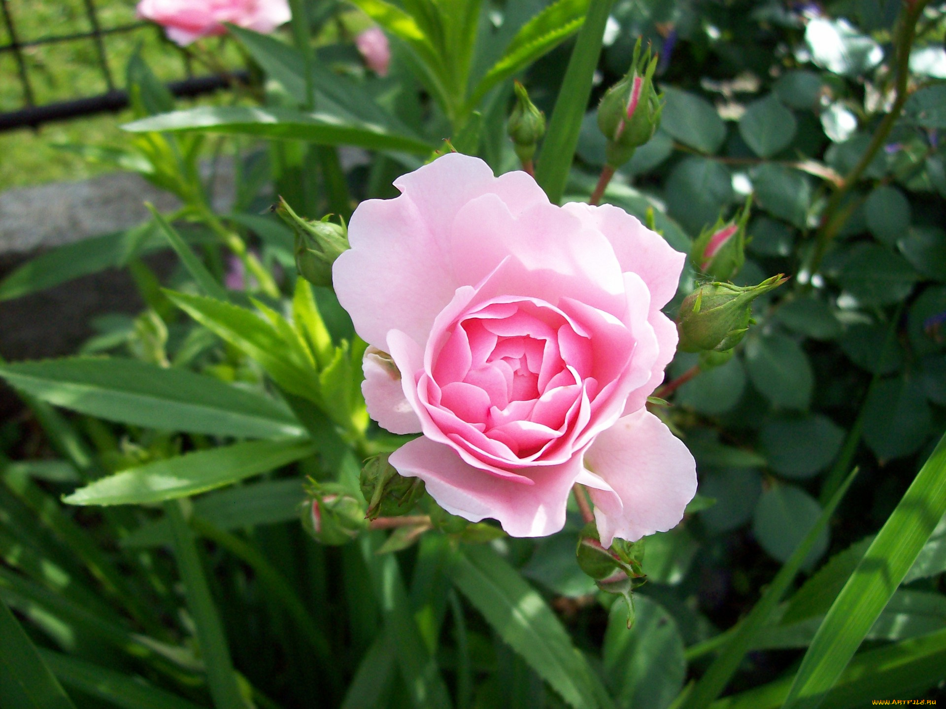 цветы, розы, розовый