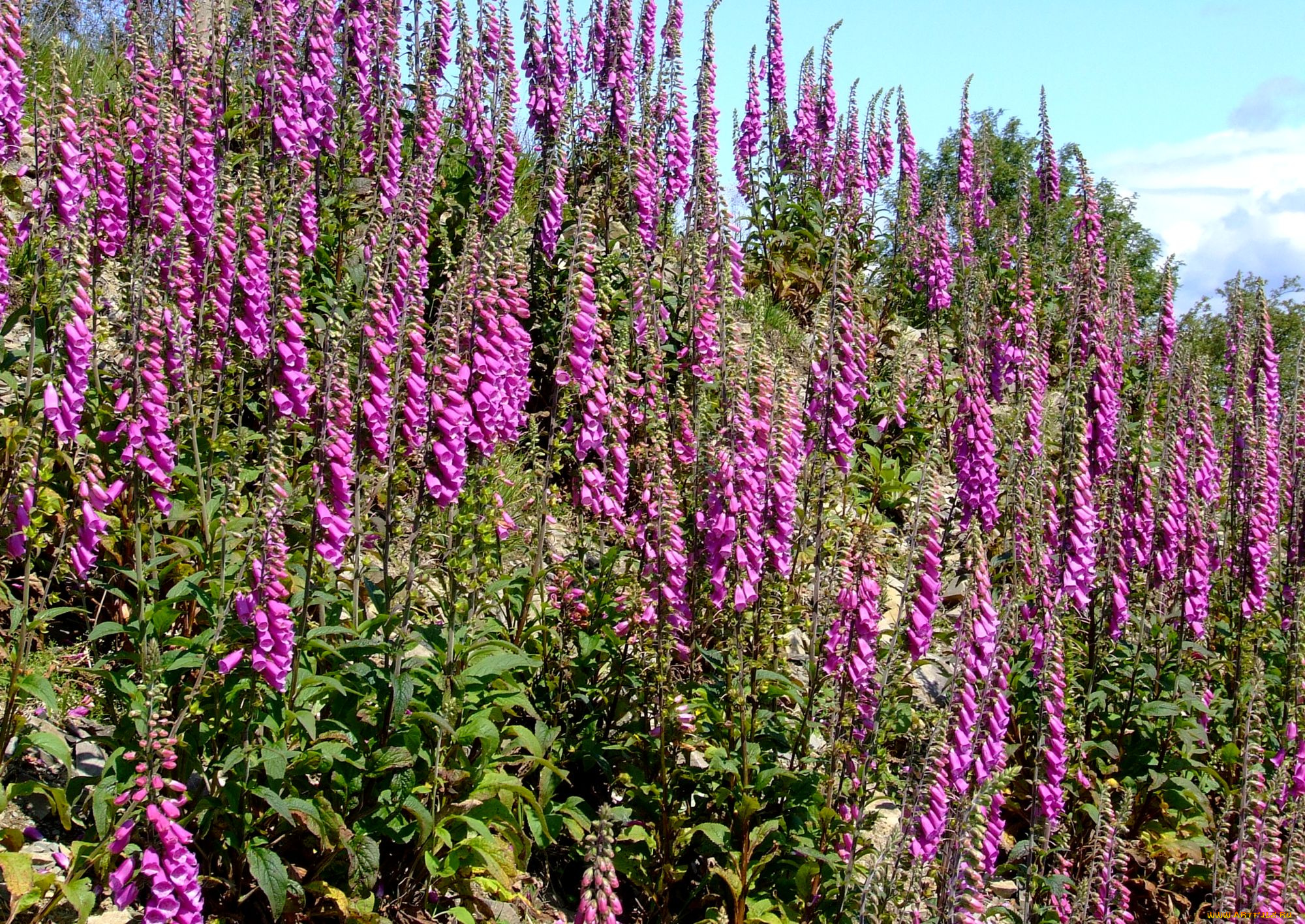 цветы, дигиталис, наперстянка, яркий, розовый, много