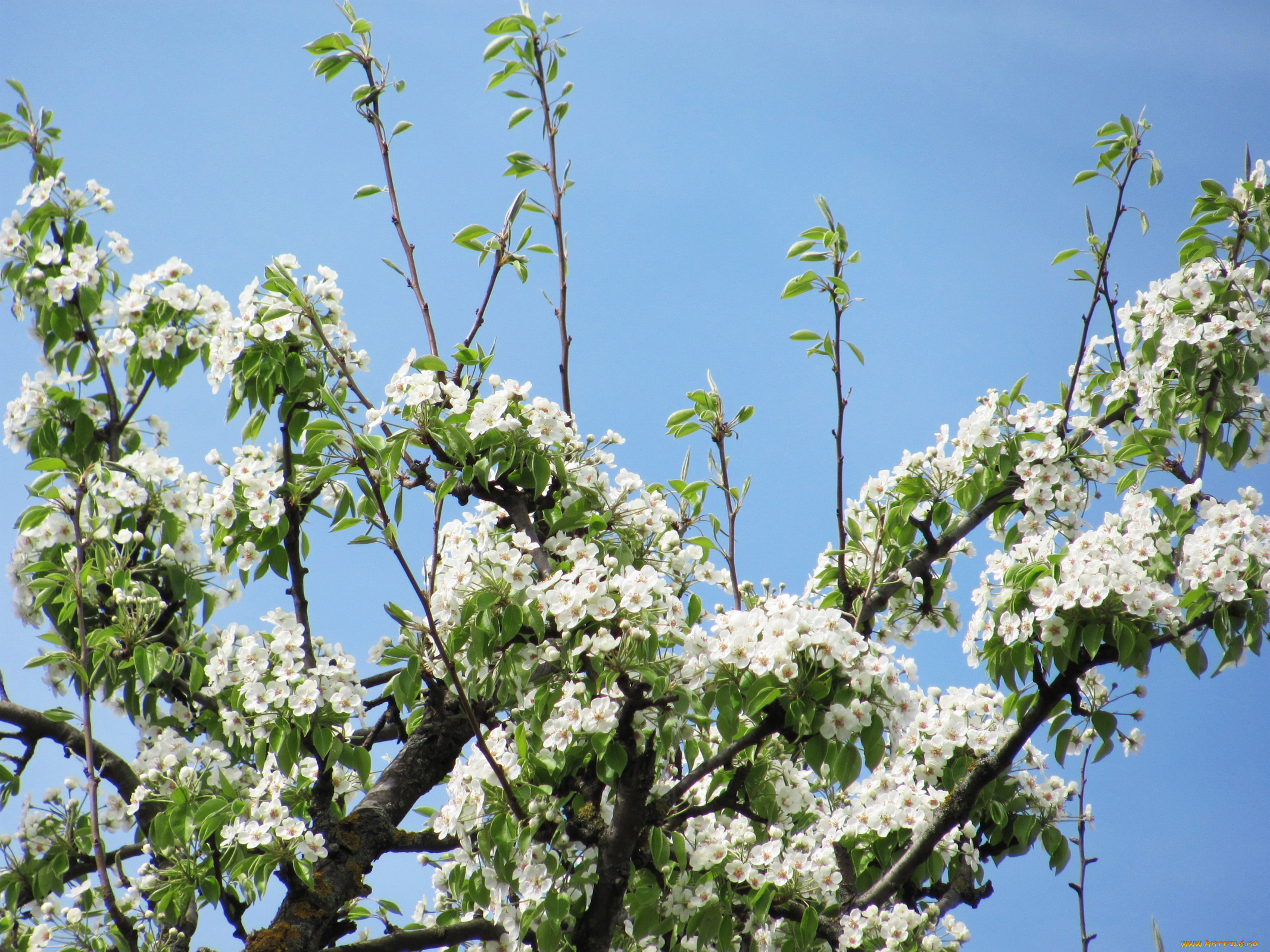 цветы, цветущие, деревья, кустарники, весна, цветение