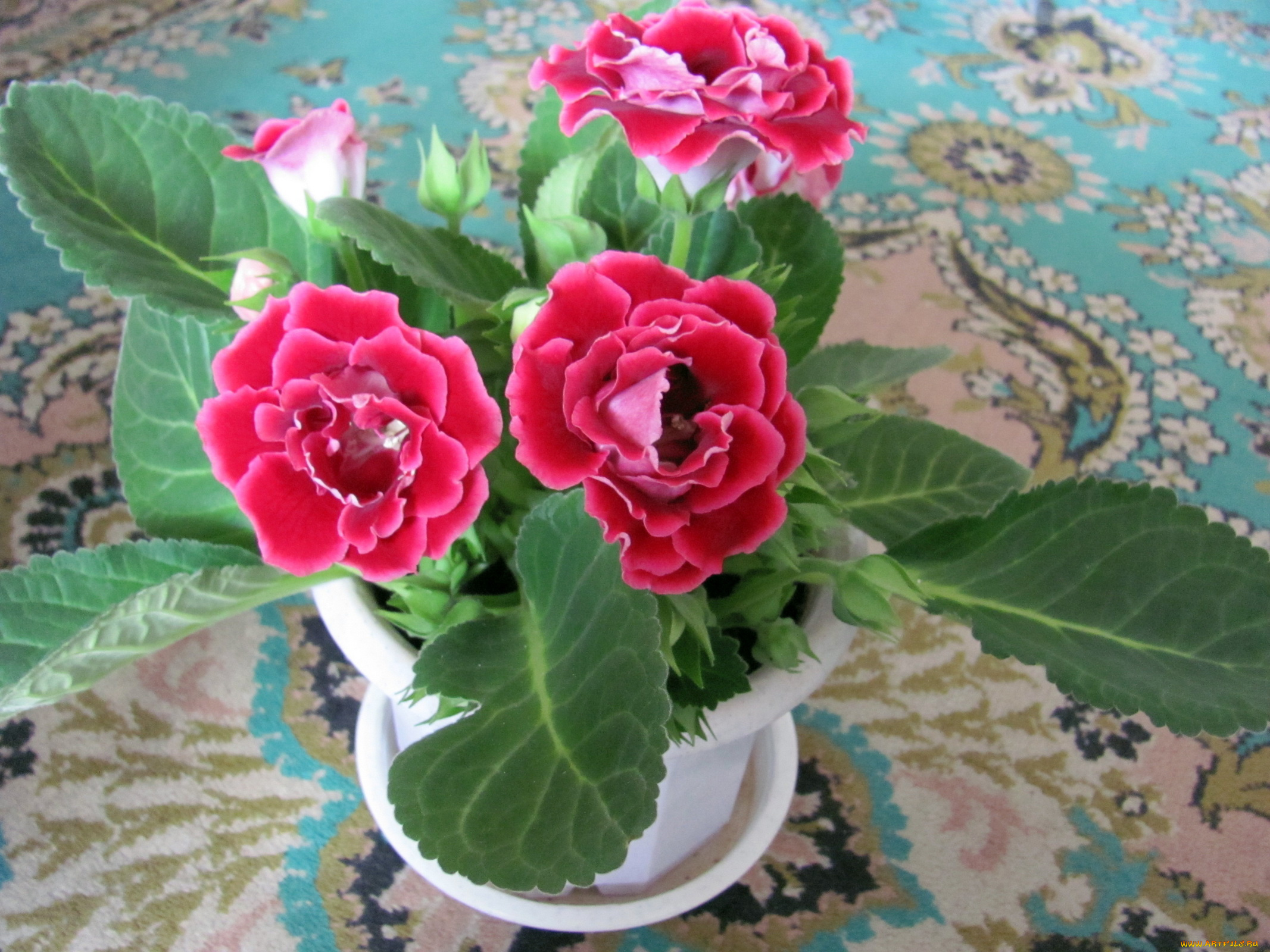 цветы, глоксиния, синнингия, зеленый, розовый