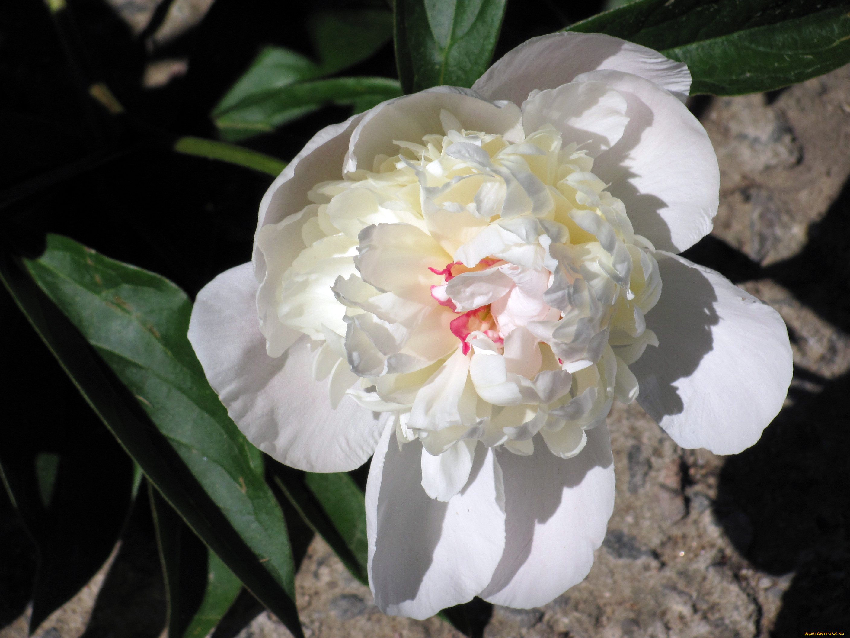 цветы, пионы, белый