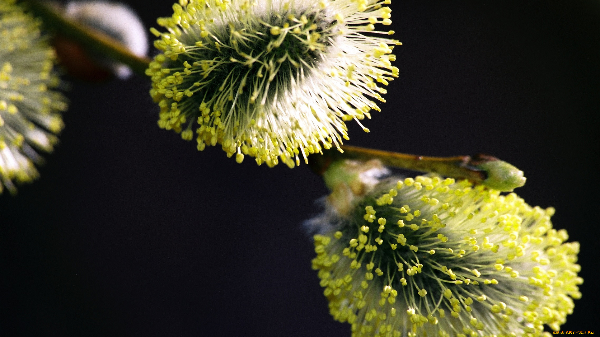 цветы, цветущие, деревья, кустарники, верба, котики, макро