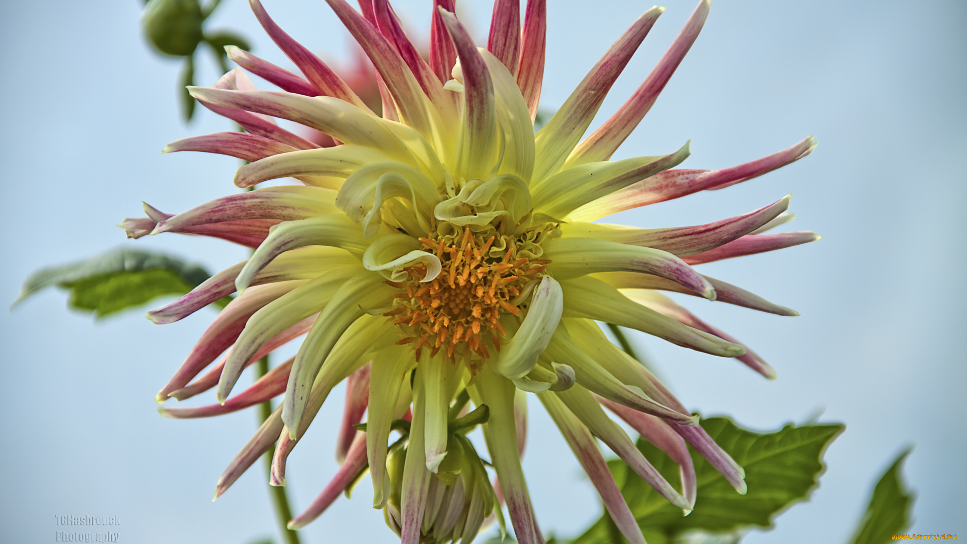 цветы, георгины, лепестки