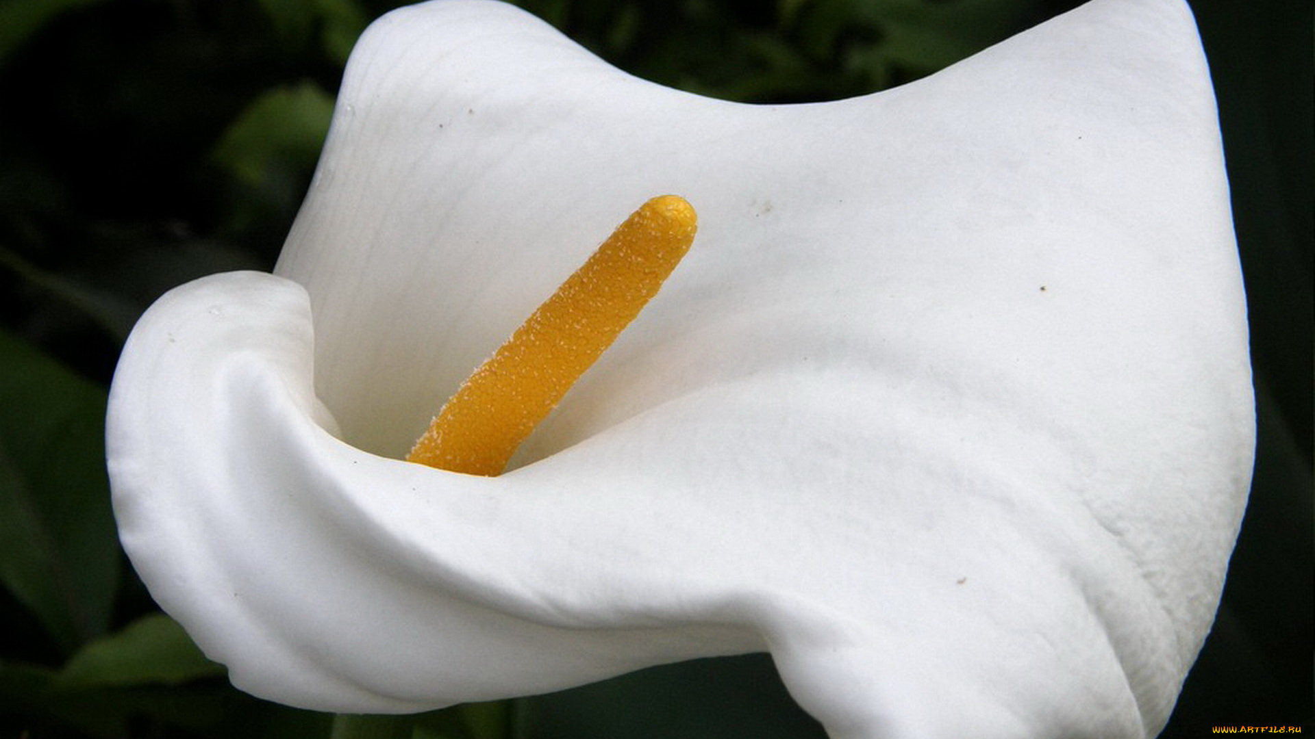 цветы, каллы