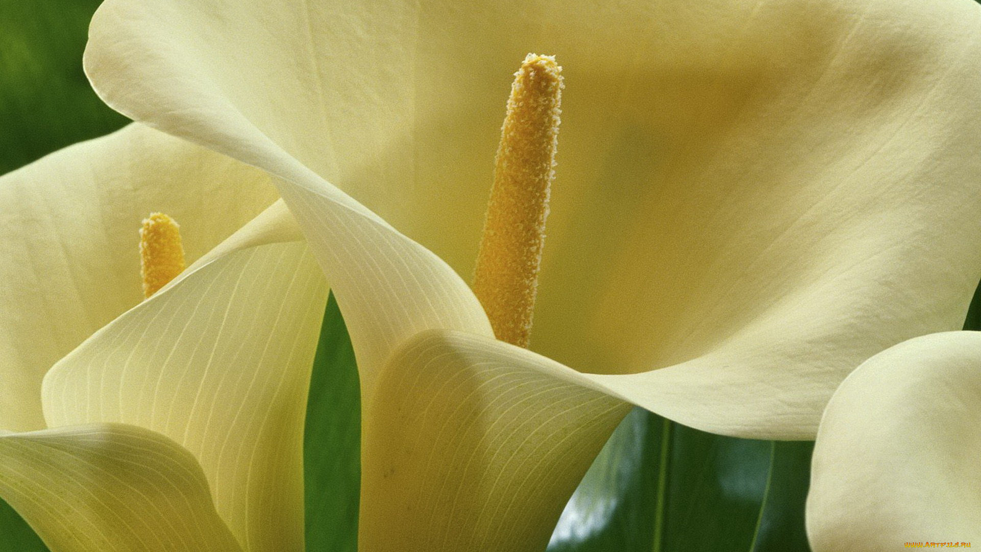 цветы, каллы