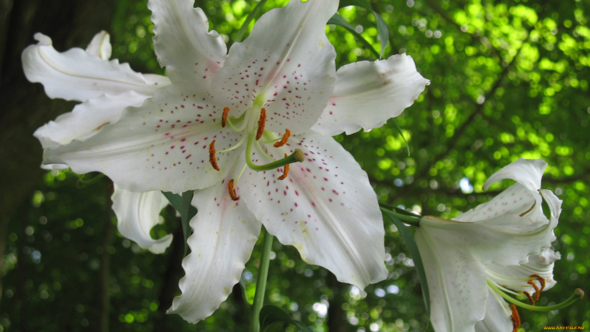 цветы, лилии, лилейники, лепестки