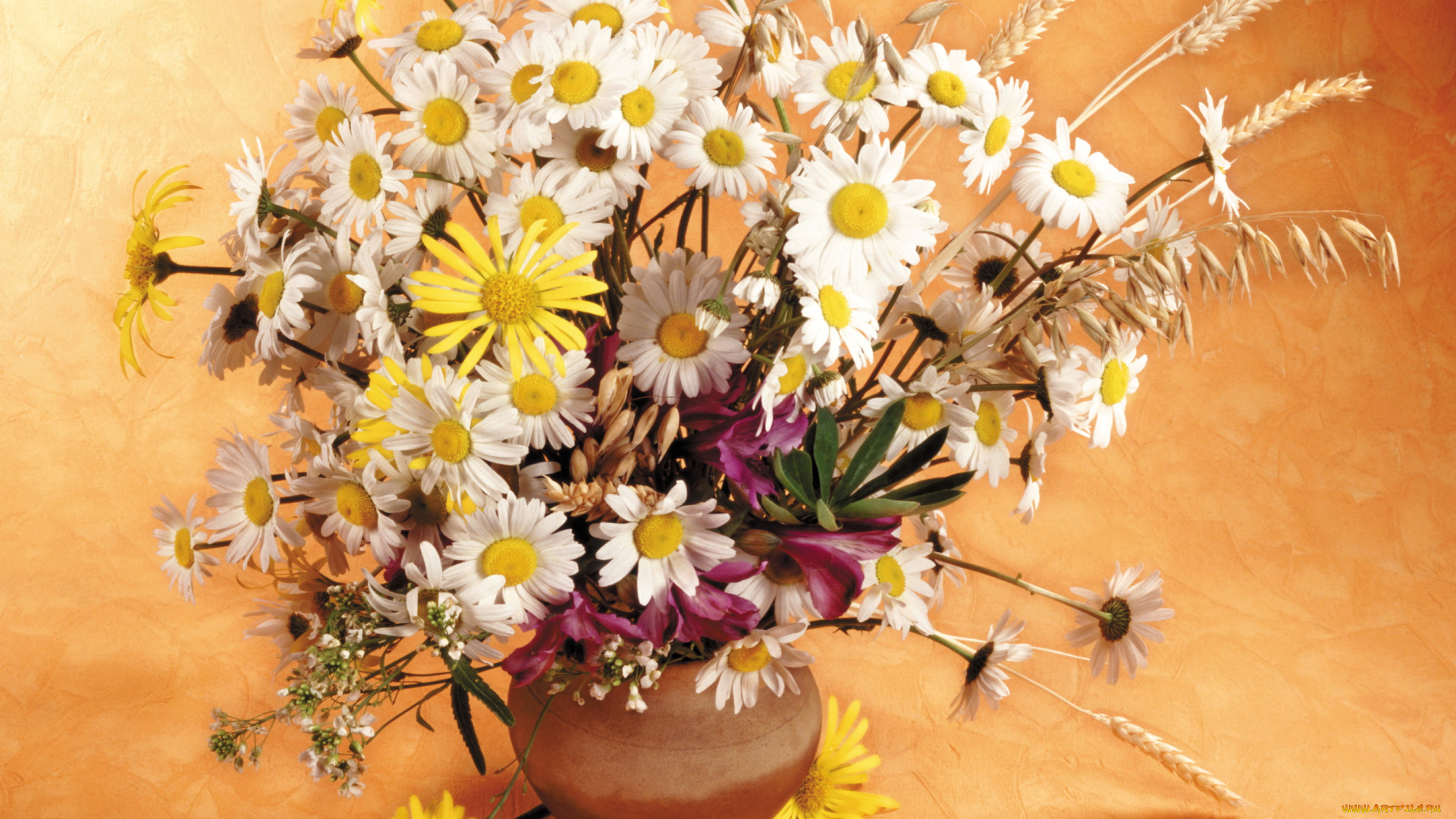 цветы, луговые, полевые