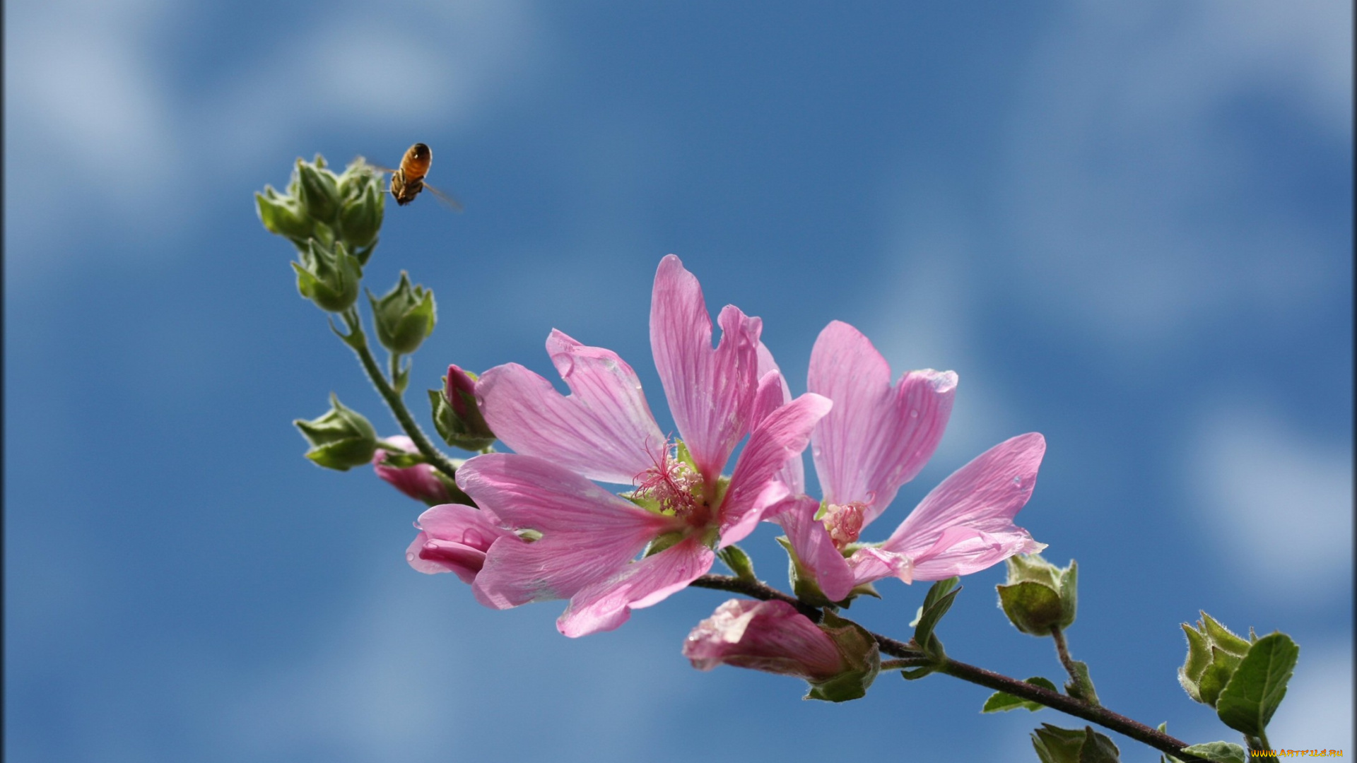 цветы, мальвы, лепестки