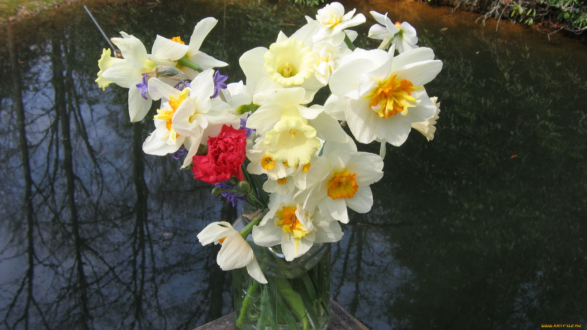цветы, разные, вместе, нарциссы
