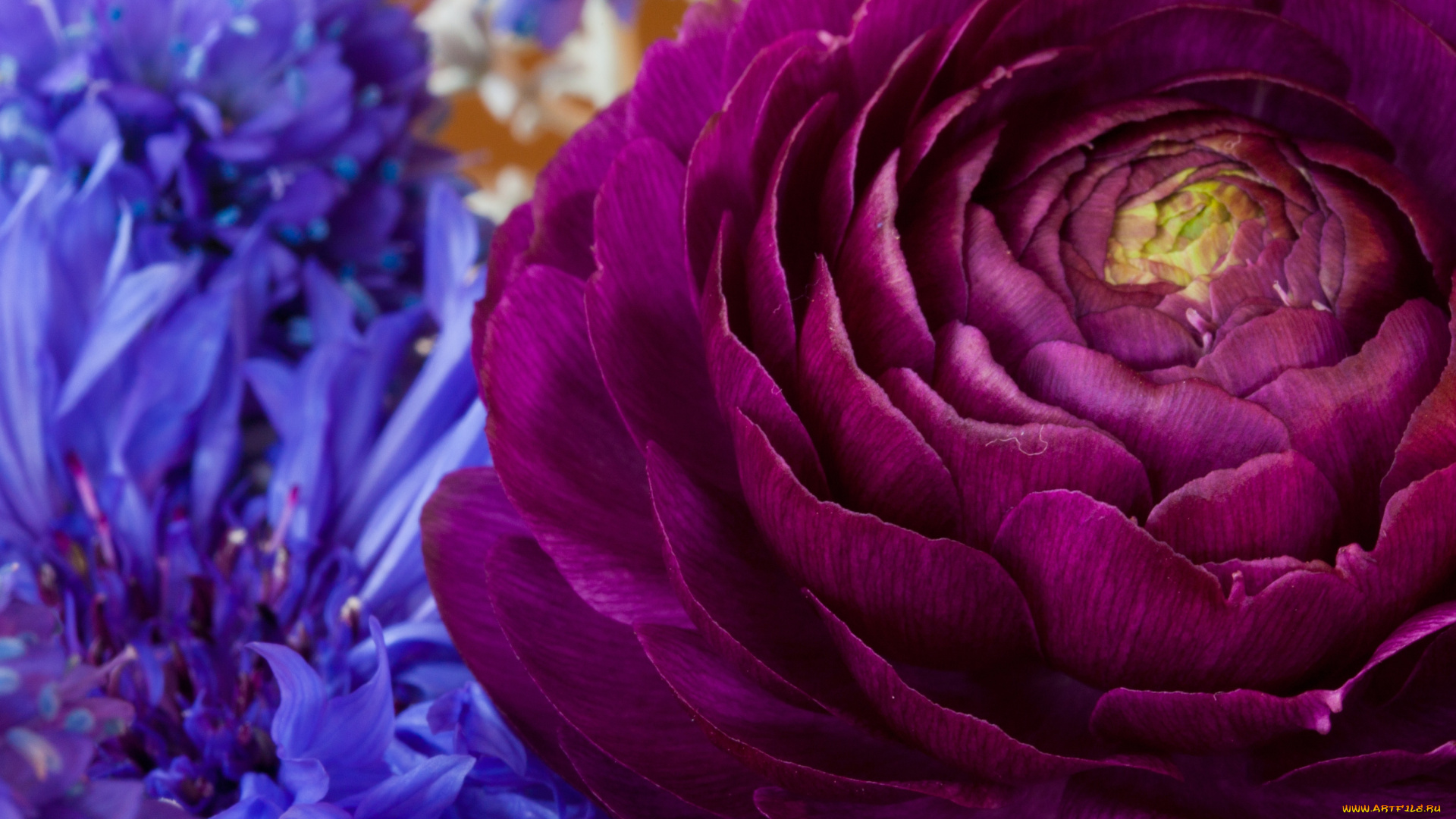 цветы, разные, вместе, ранункулюс, васильки