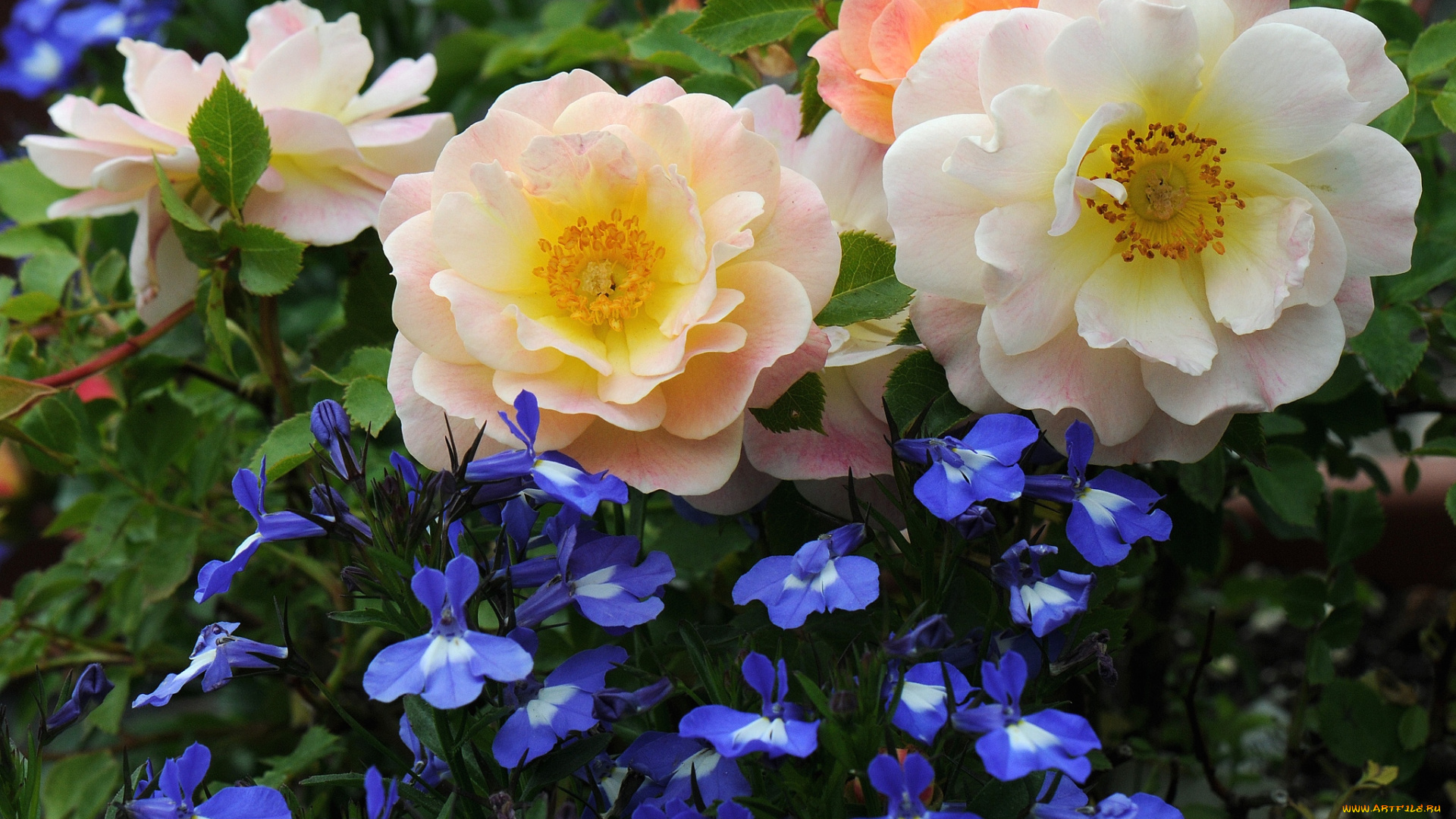 цветы, разные, вместе, розы, лобелия