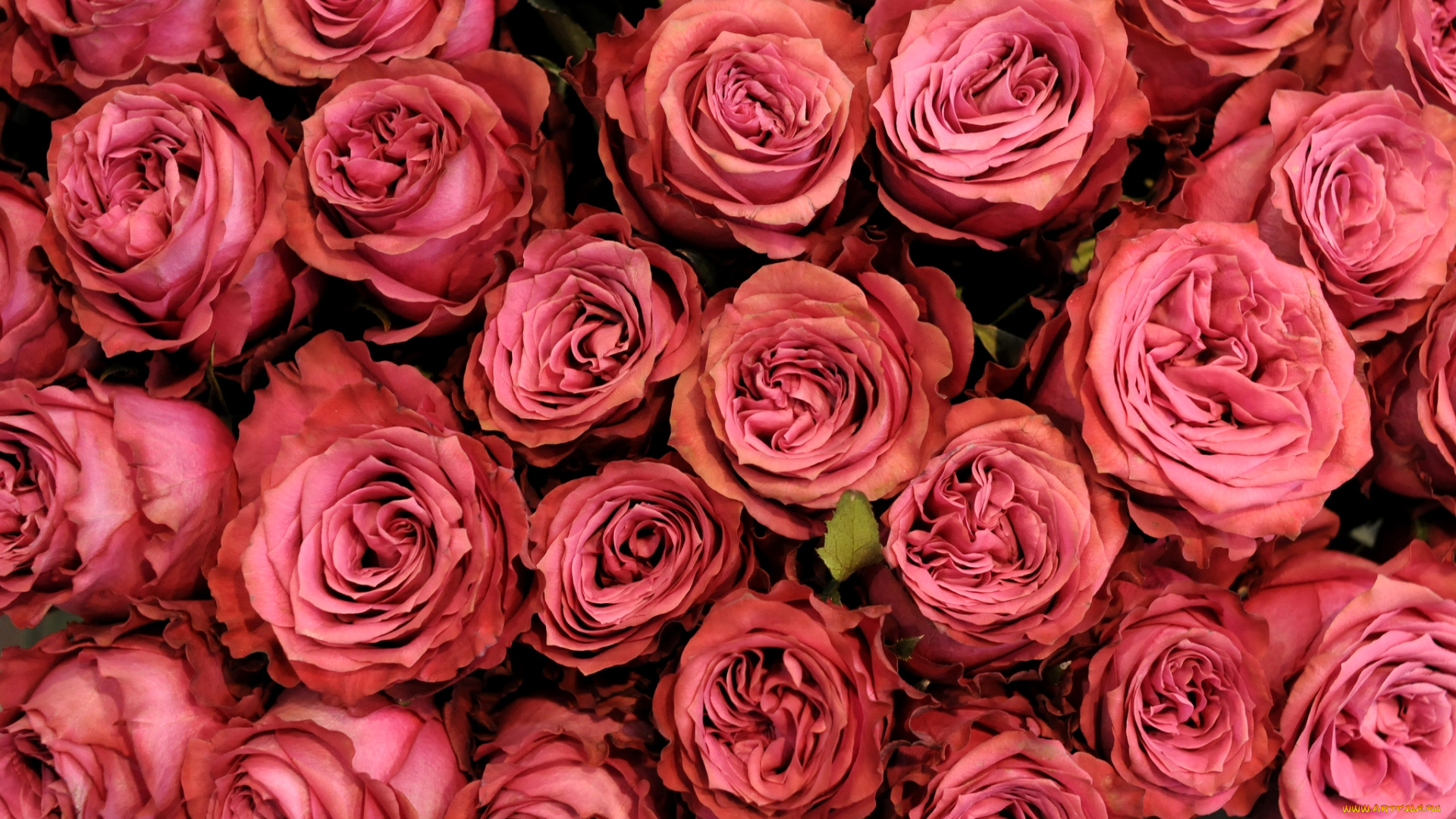 цветы, розы, много