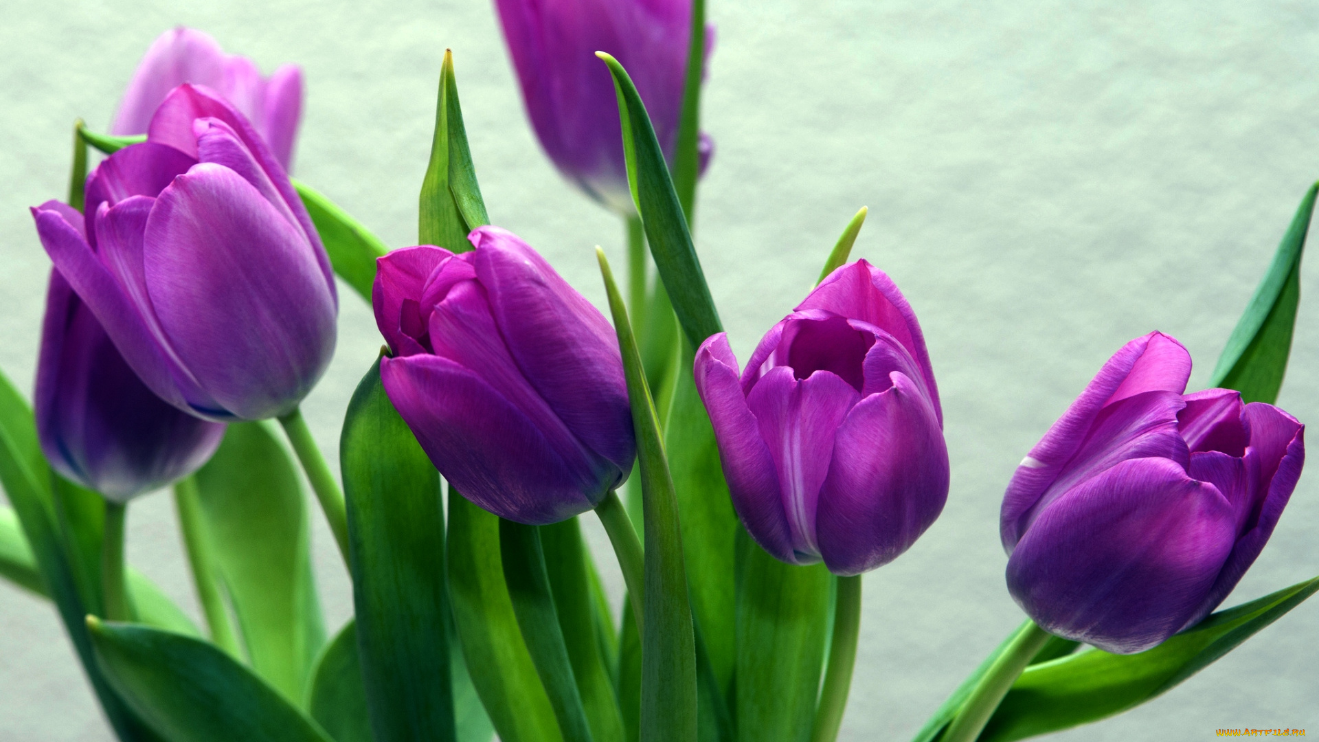 цветы, тюльпаны, лиловый