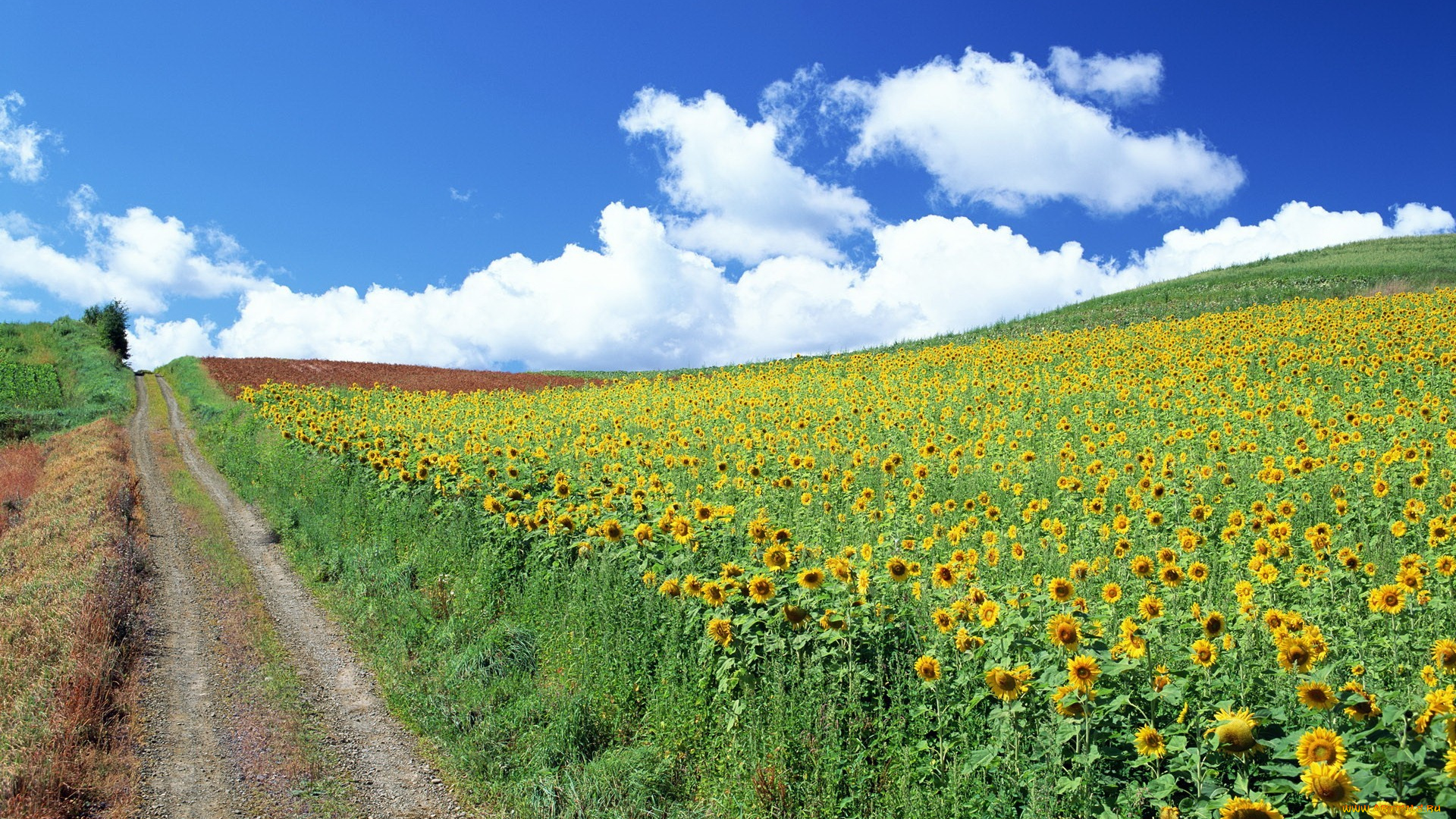 природа, дороги, дорога, облака, подсолнухи