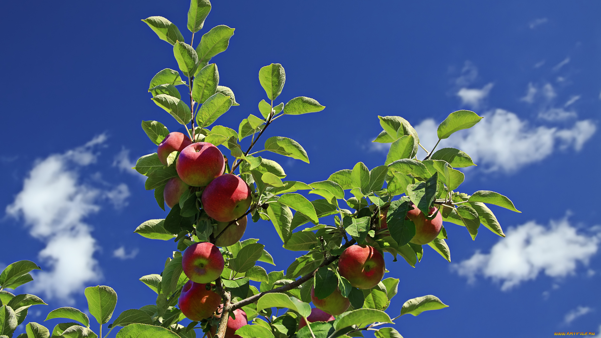 природа, плоды, яблоки, ветка, ненбо, облака