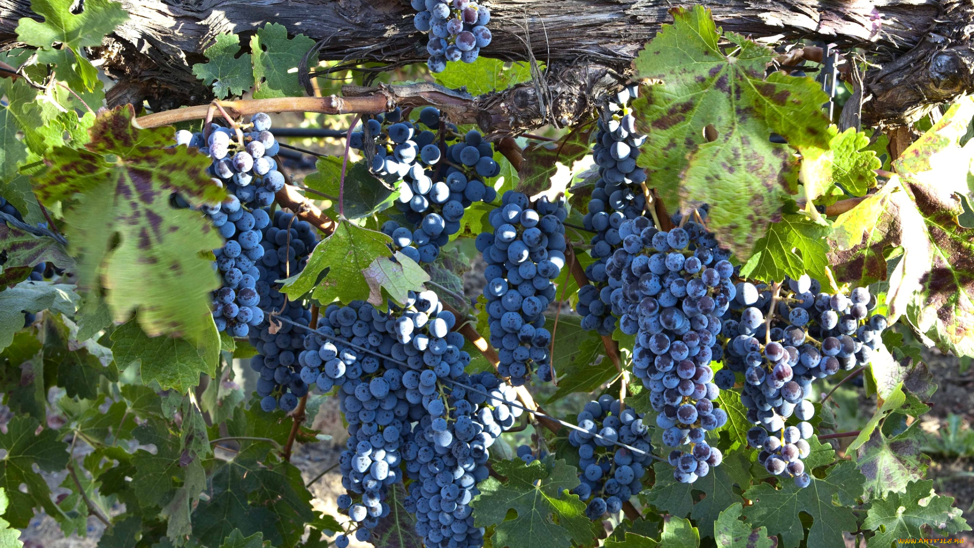 природа, Ягоды, виноград, лоза, синий