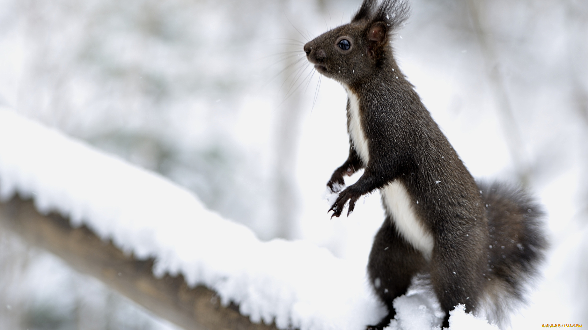 животные, белки, стойка, зверек, снег