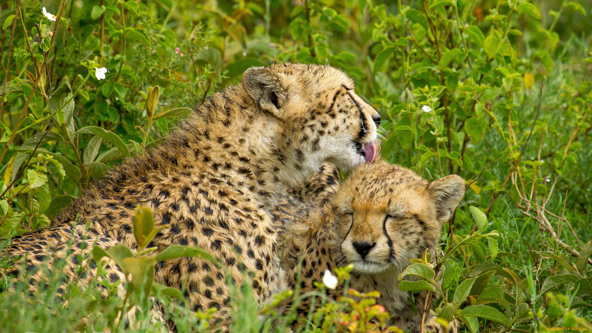 животные, гепарды, трава, материнство, детёныш, кошки