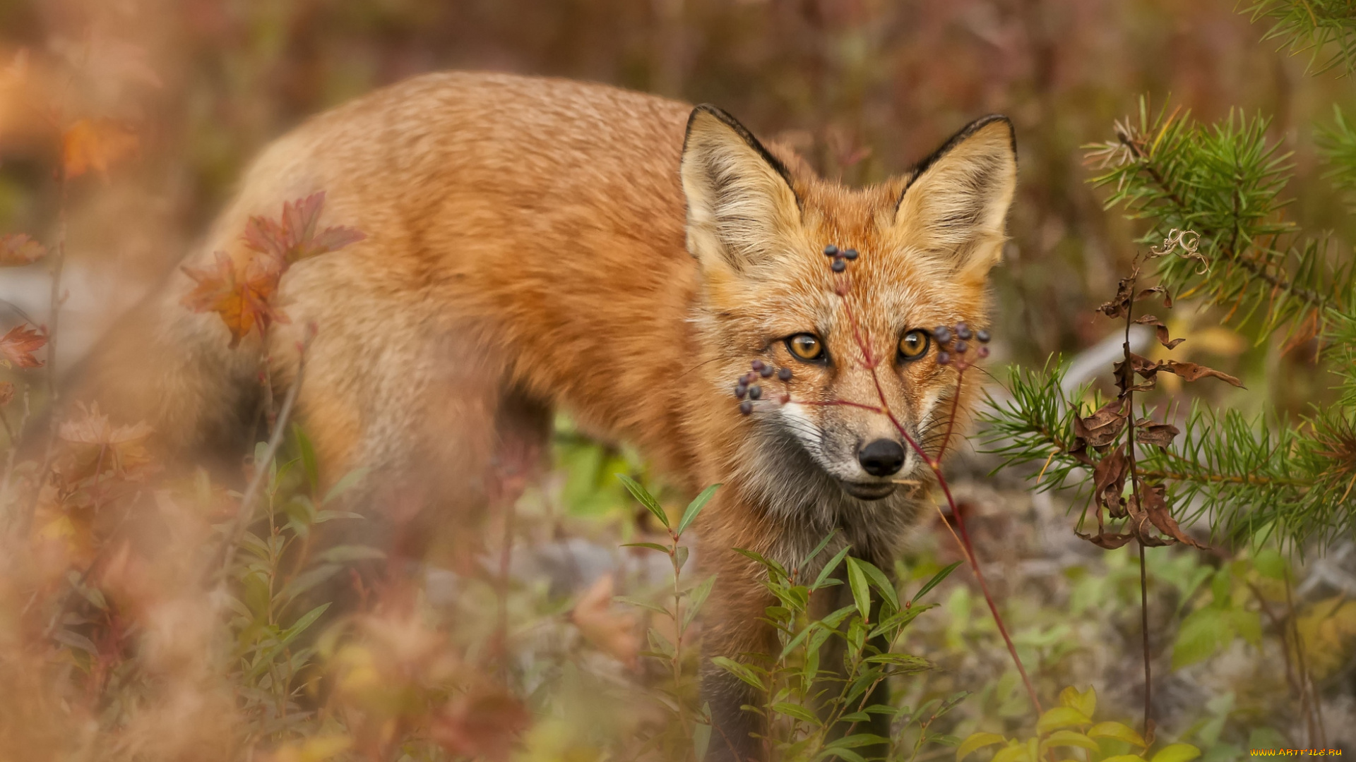 животные, лисы, охота, рыжая
