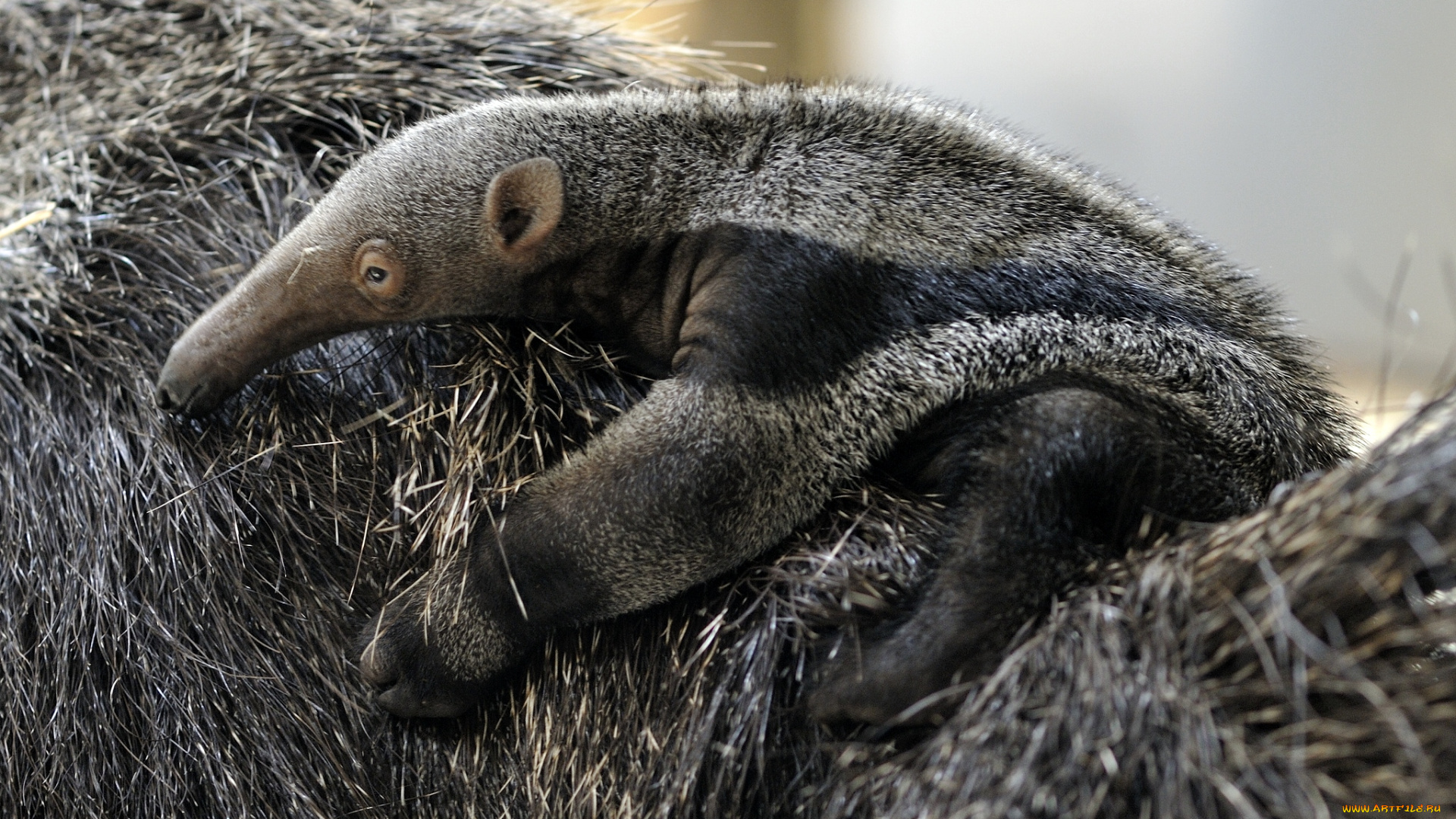 животные, муравьеды, малыш